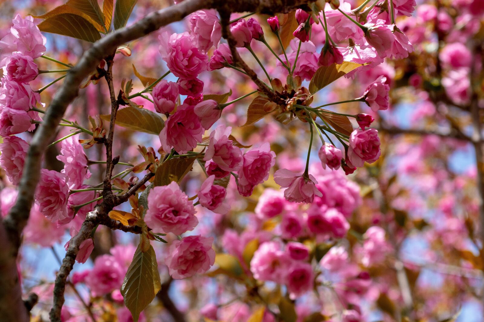 Nikon D500 sample photo. Flowering crab, tree, spring photography