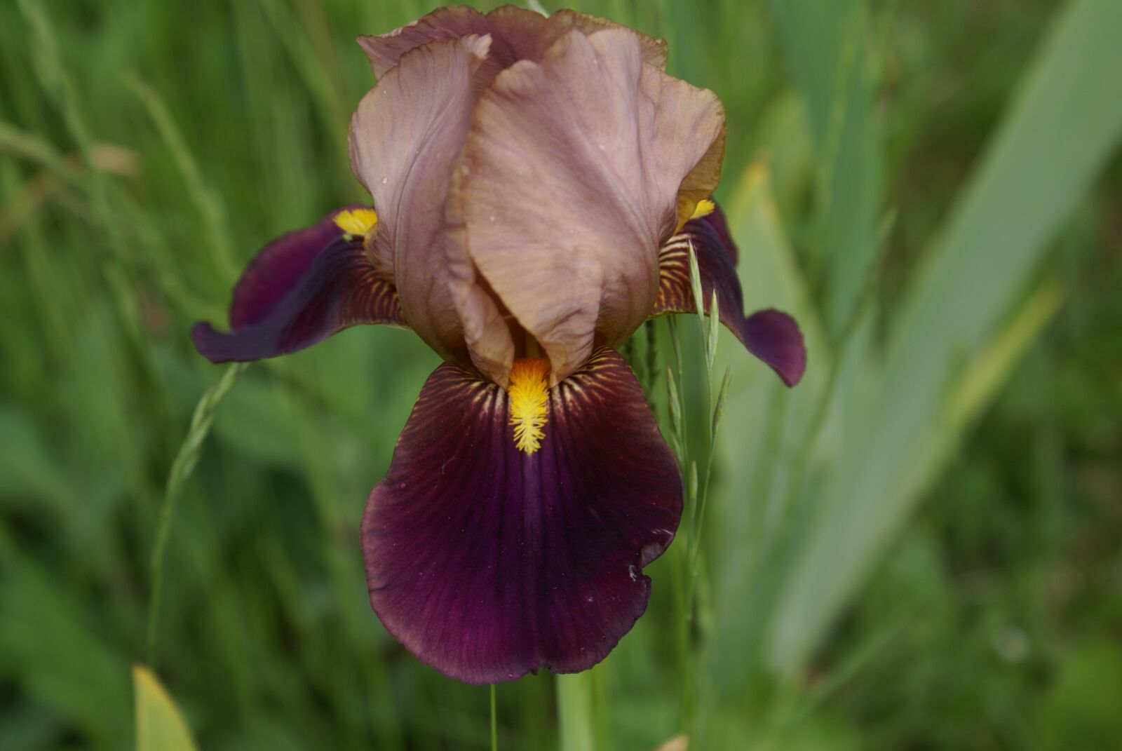 Sony Alpha DSLR-A100 sample photo. Blossom, bloom, iris photography