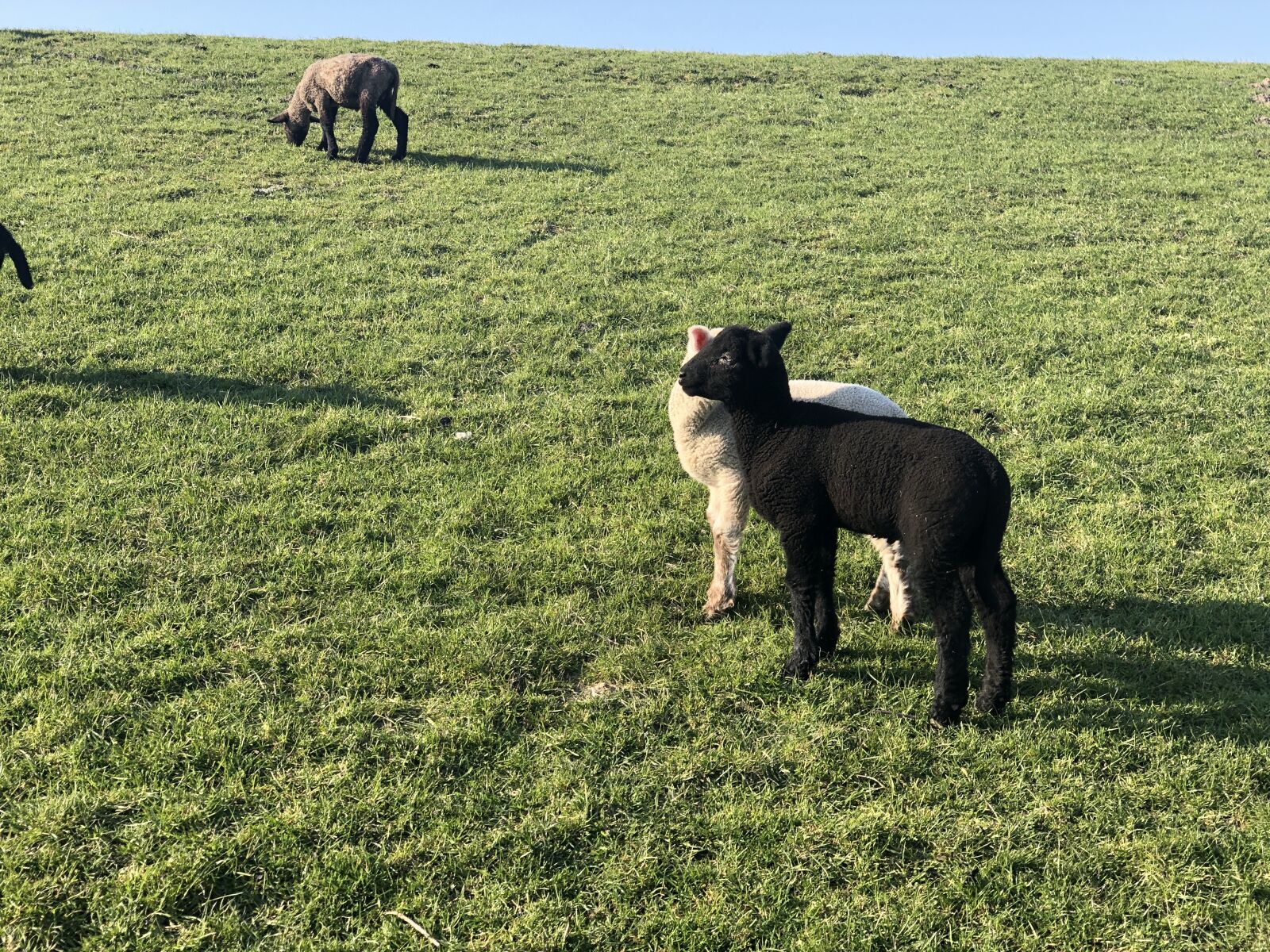 Apple iPhone X sample photo. Sheep, black, pasture photography