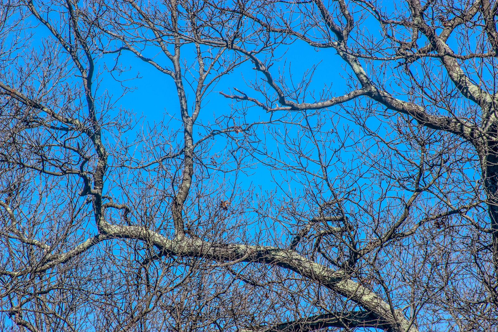 Canon EOS 600D (Rebel EOS T3i / EOS Kiss X5) sample photo. Branches, autumn, forest photography