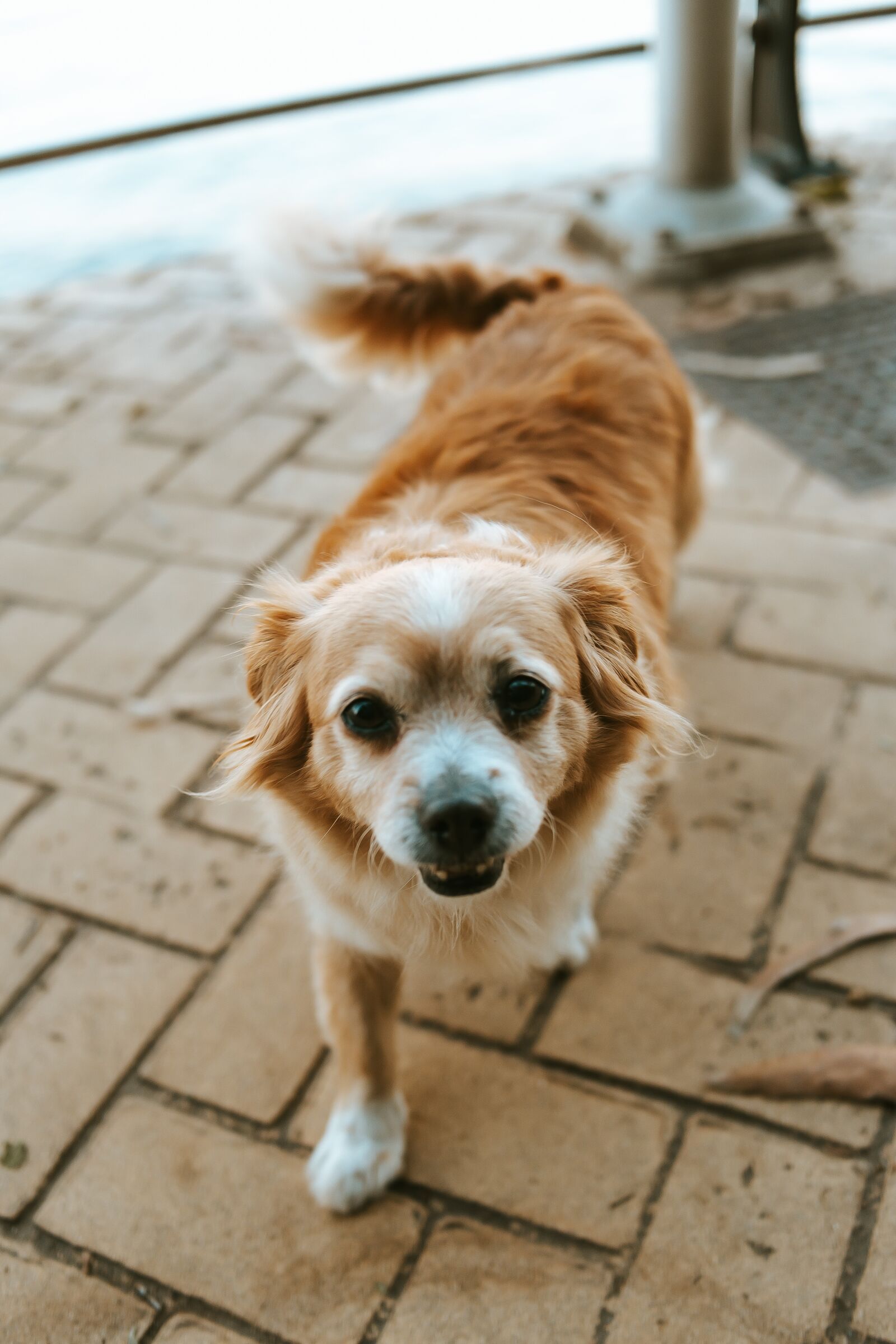 Canon EOS 6D sample photo. Dog, cute, animal photography