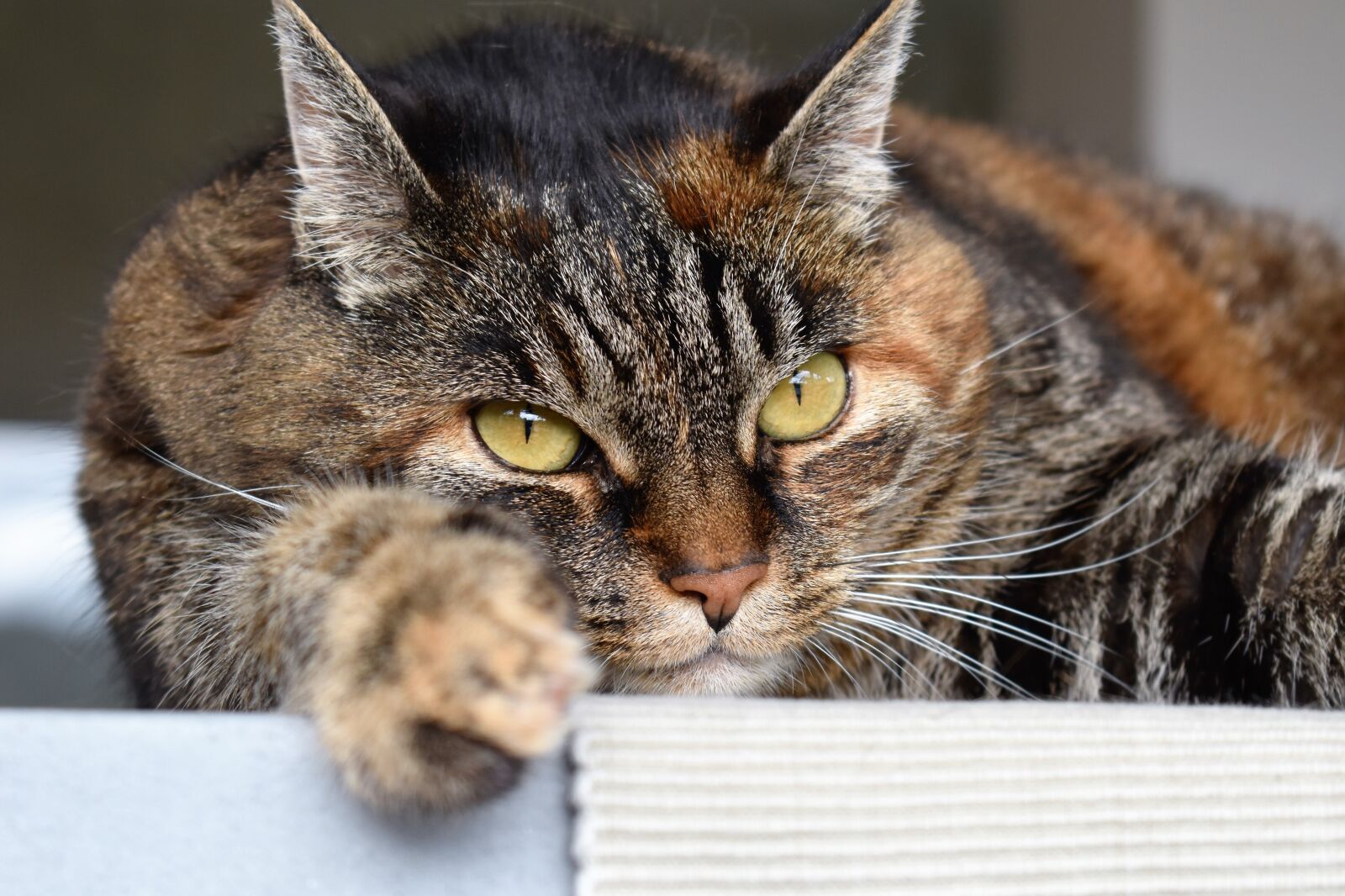 Nikon D5500 sample photo. Cat, animal, pet photography