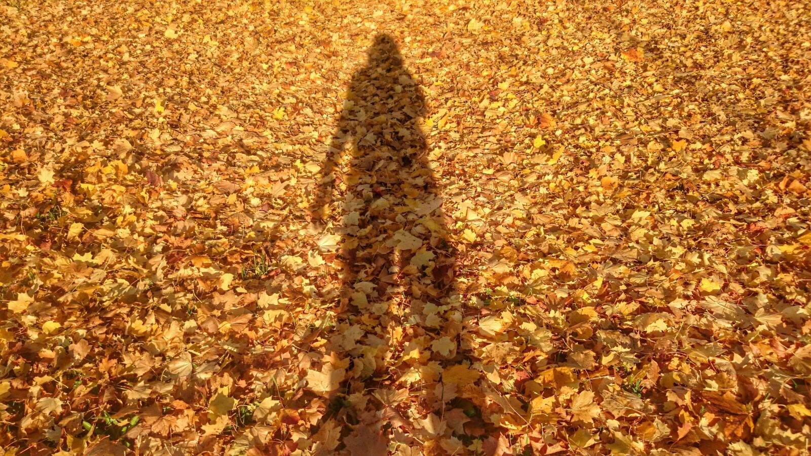 Sony Xperia Z1 Compact sample photo. Golden leaves, shadow, silhouettes photography