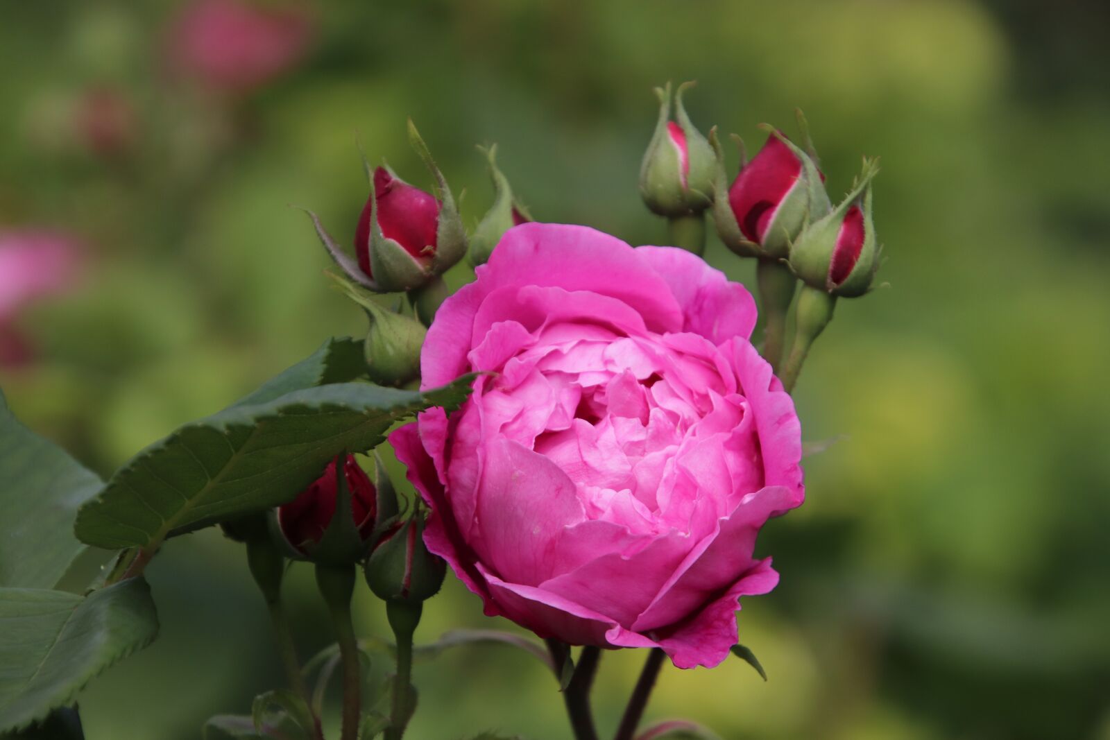 Canon EOS 800D (EOS Rebel T7i / EOS Kiss X9i) sample photo. Pink, roses, flowering shrubs photography