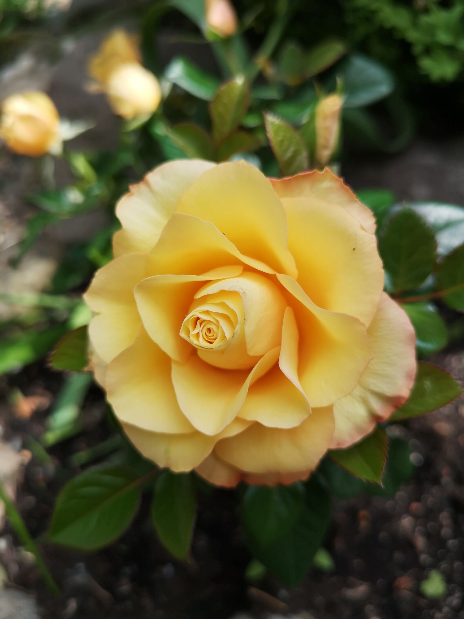 HUAWEI CLT-L09 sample photo. Rose, yellow, flower photography
