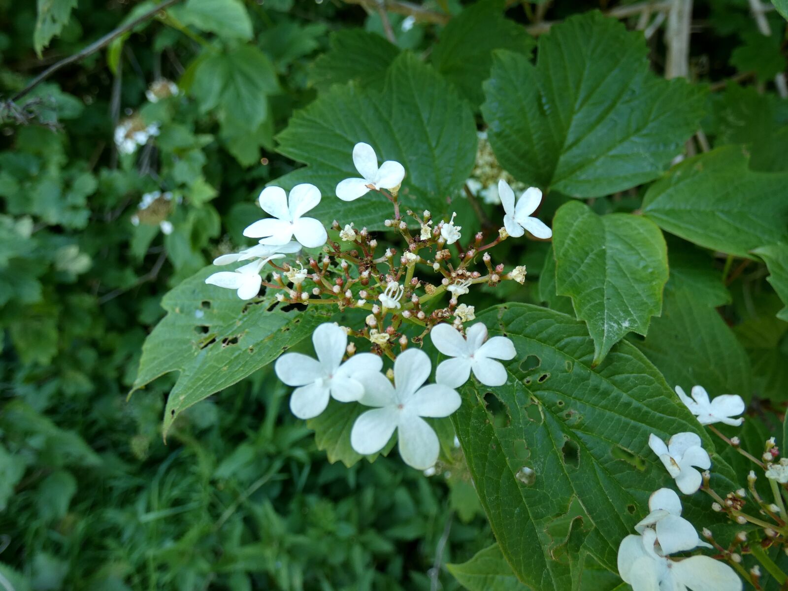 Panasonic Lumix DC-FZ80 (Lumix DC-FZ82) sample photo. Viburnum, guelder-rose, kalinka photography