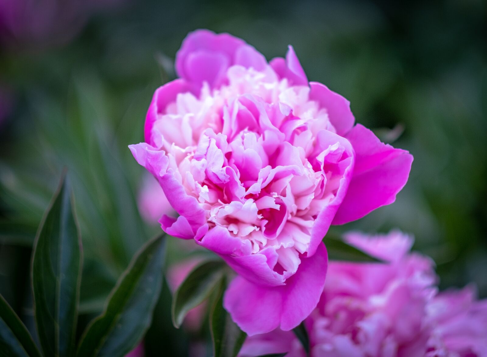 Fujifilm X-T2 + Fujifilm XF 56mm F1.2 R sample photo. Flower, bloom, nature photography