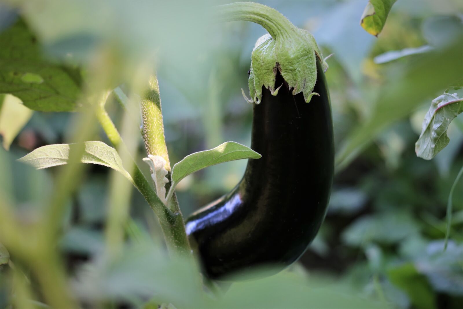 Canon EF 70-300 F4-5.6 IS II USM sample photo. Egg plant, solanum melongena photography