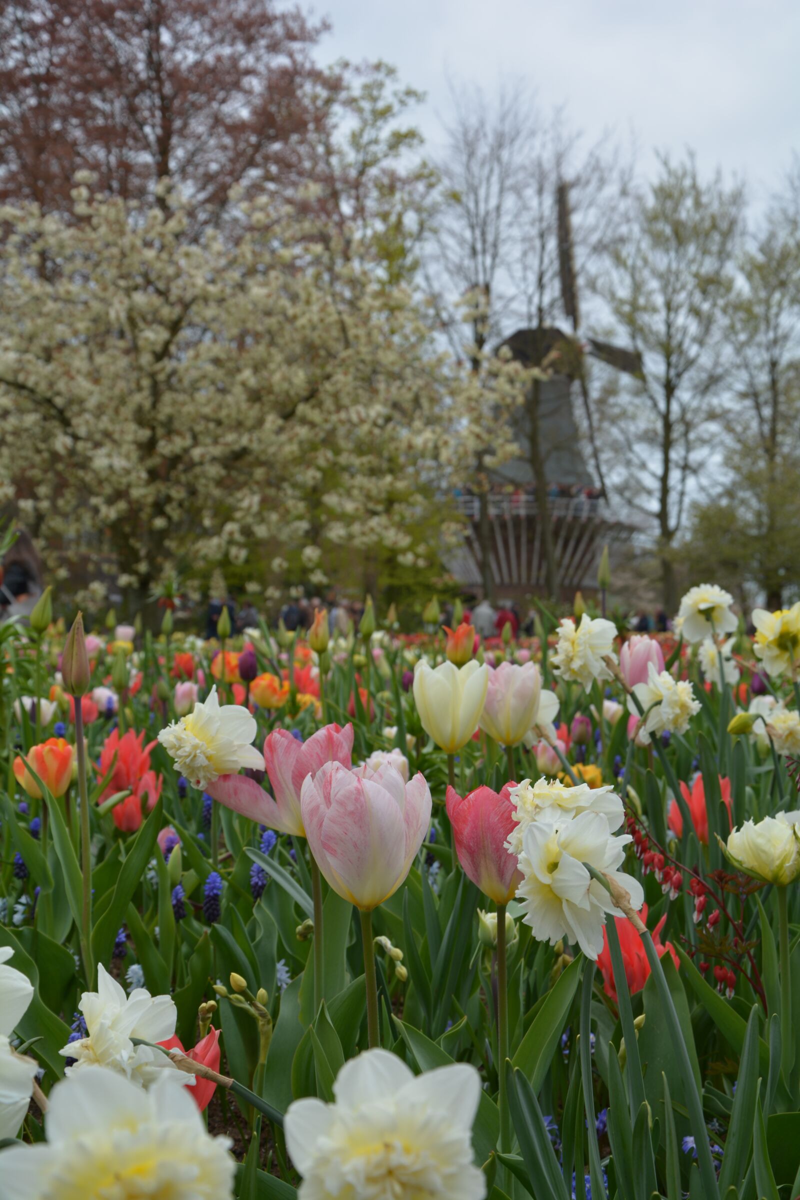 Nikon D7100 sample photo. Holland, windmill, tulips photography
