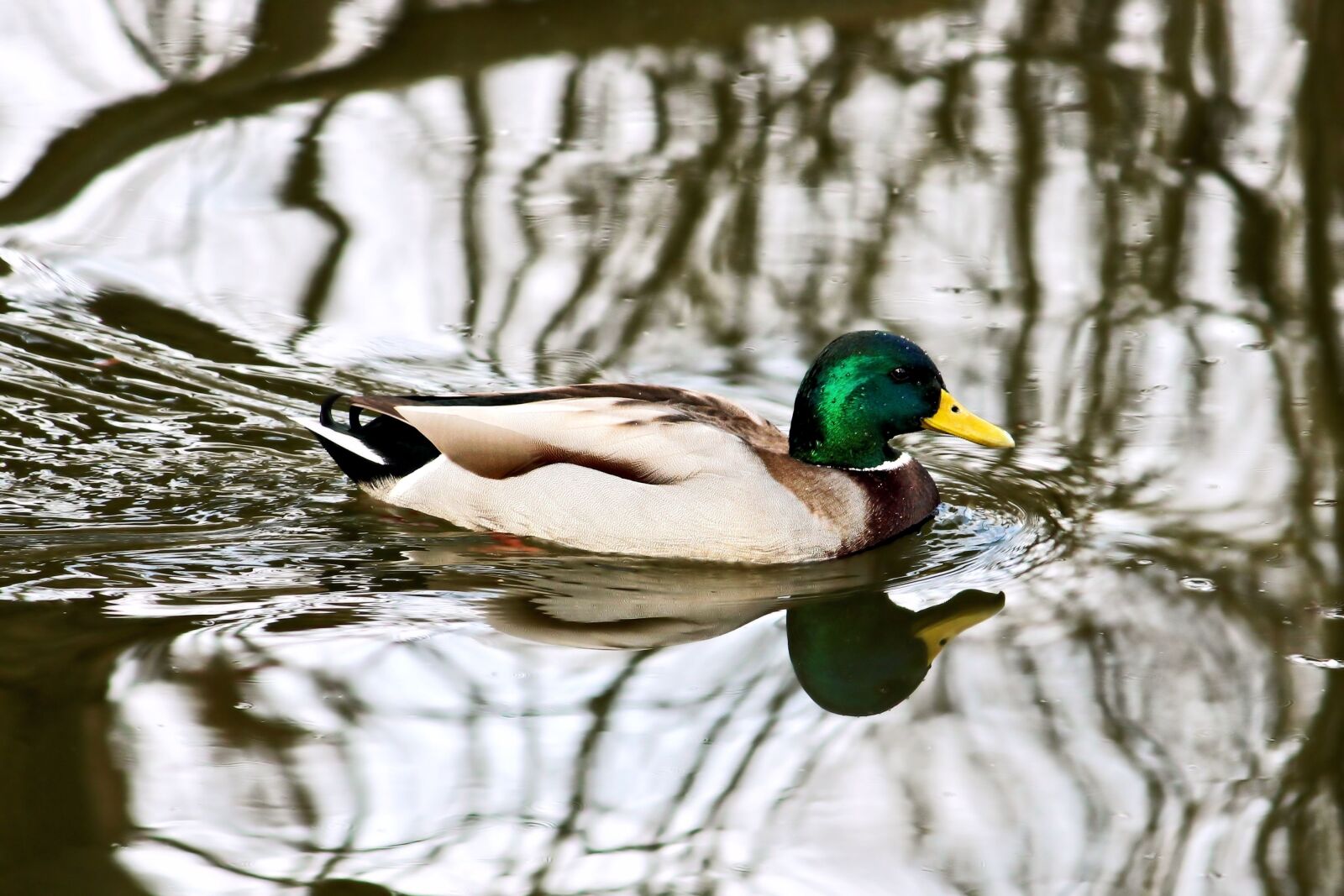 Canon EOS 600D (Rebel EOS T3i / EOS Kiss X5) sample photo. Drake, mallard, duck photography
