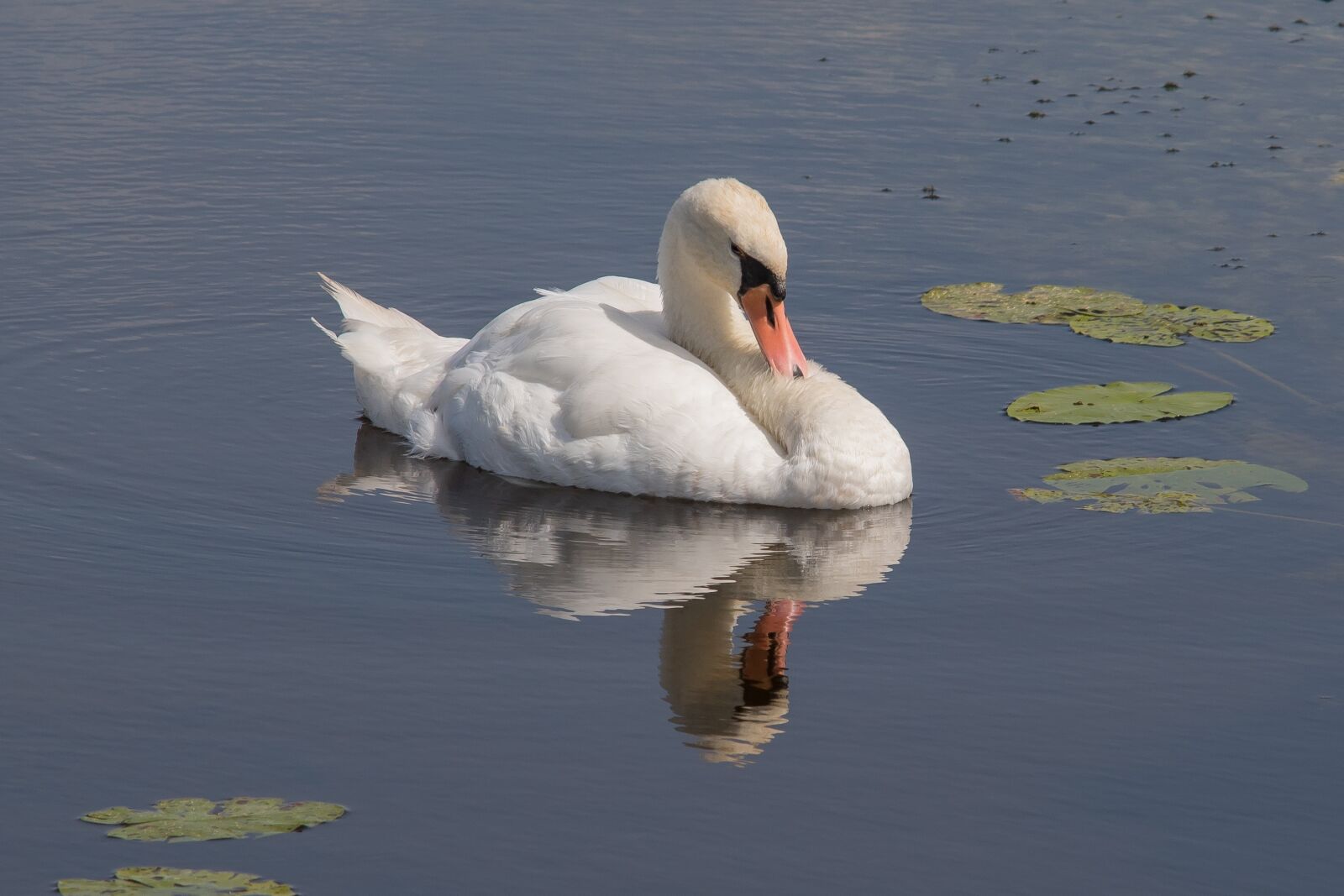 Canon EOS 7D Mark II sample photo. Swan, mirroring, lake photography