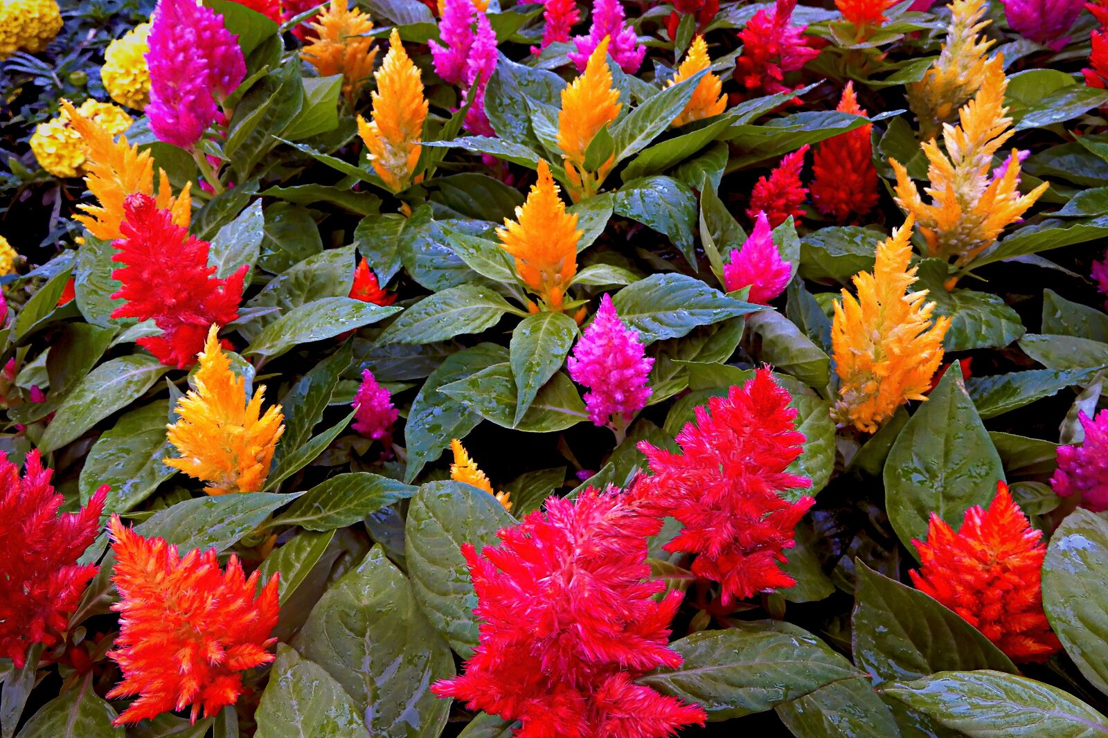 Nikon Coolpix A900 sample photo. Flowers, garden, plants photography