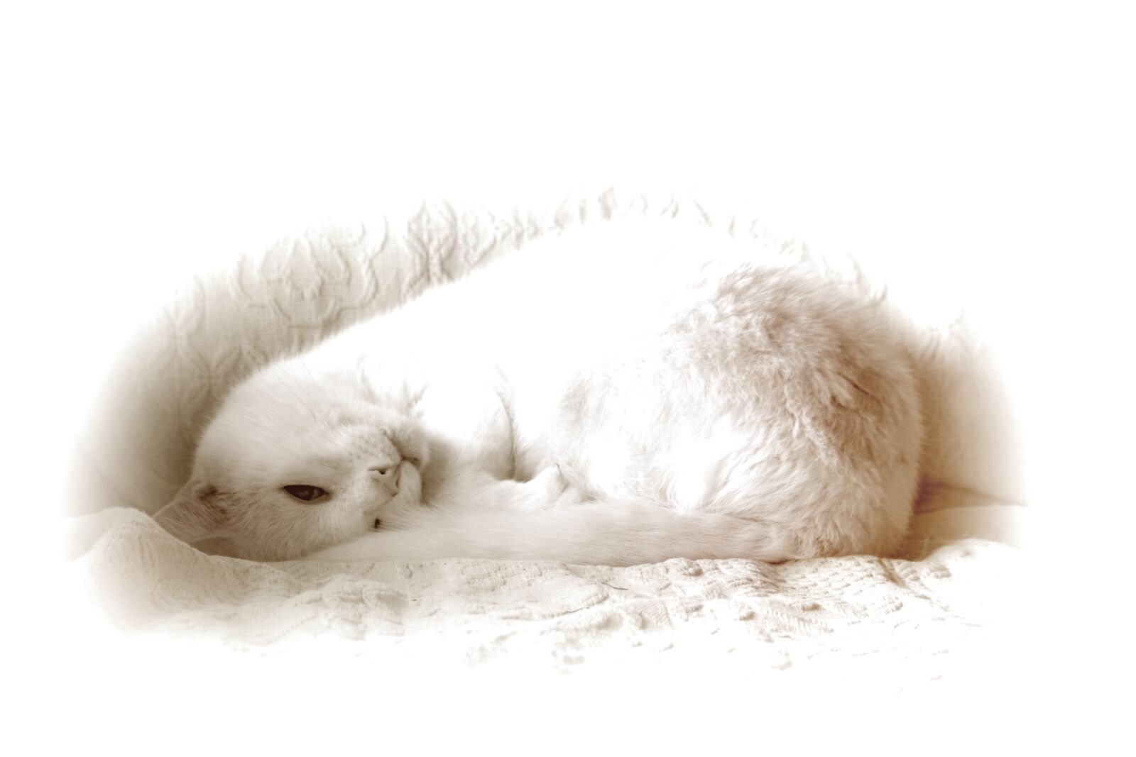 Canon EOS 700D (EOS Rebel T5i / EOS Kiss X7i) sample photo. Cat, white, silhouette photography
