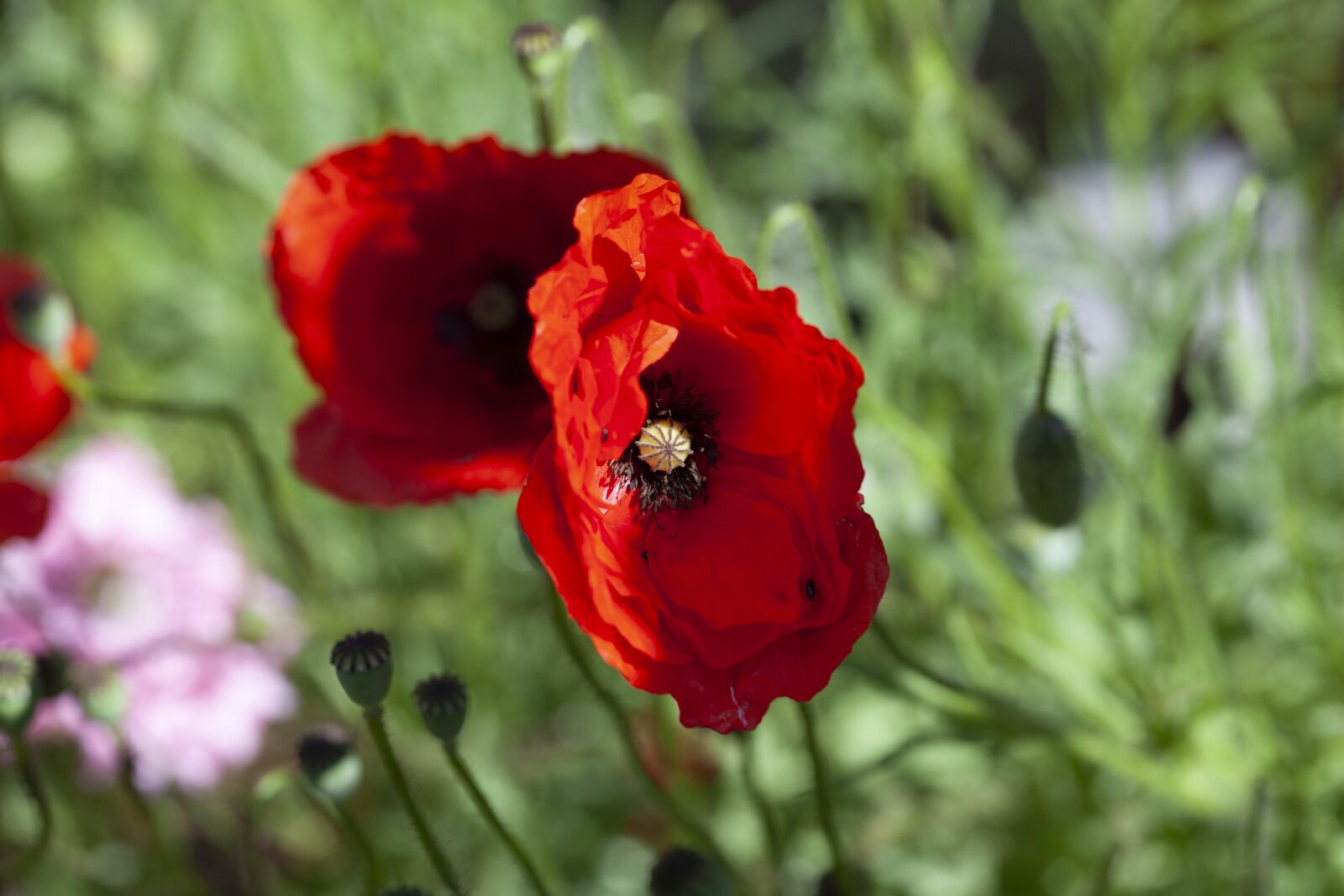 Canon EOS 5D Mark II sample photo. Red, poppy, flower photography