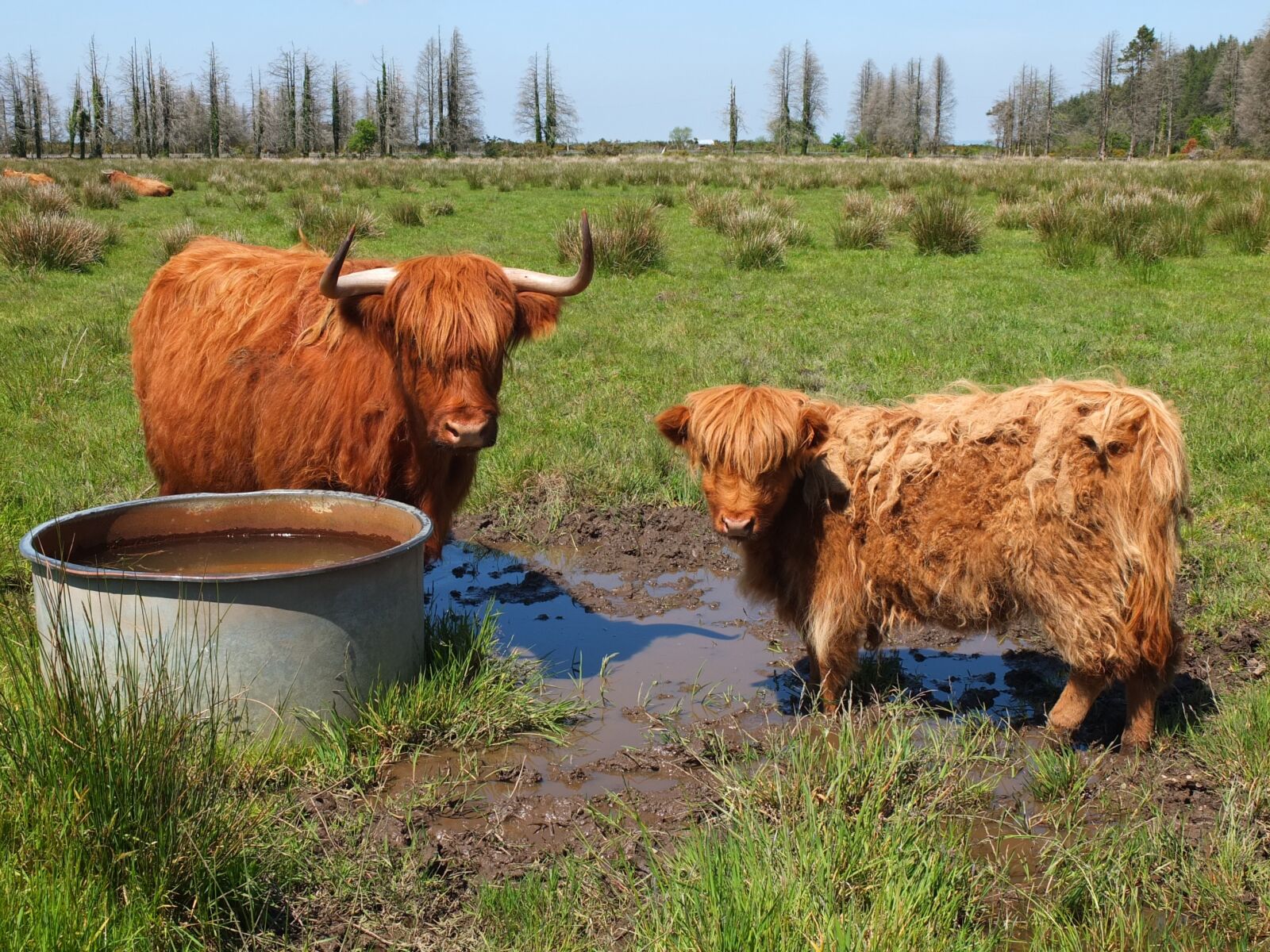 Fujifilm X10 sample photo. Cow, female, calf photography