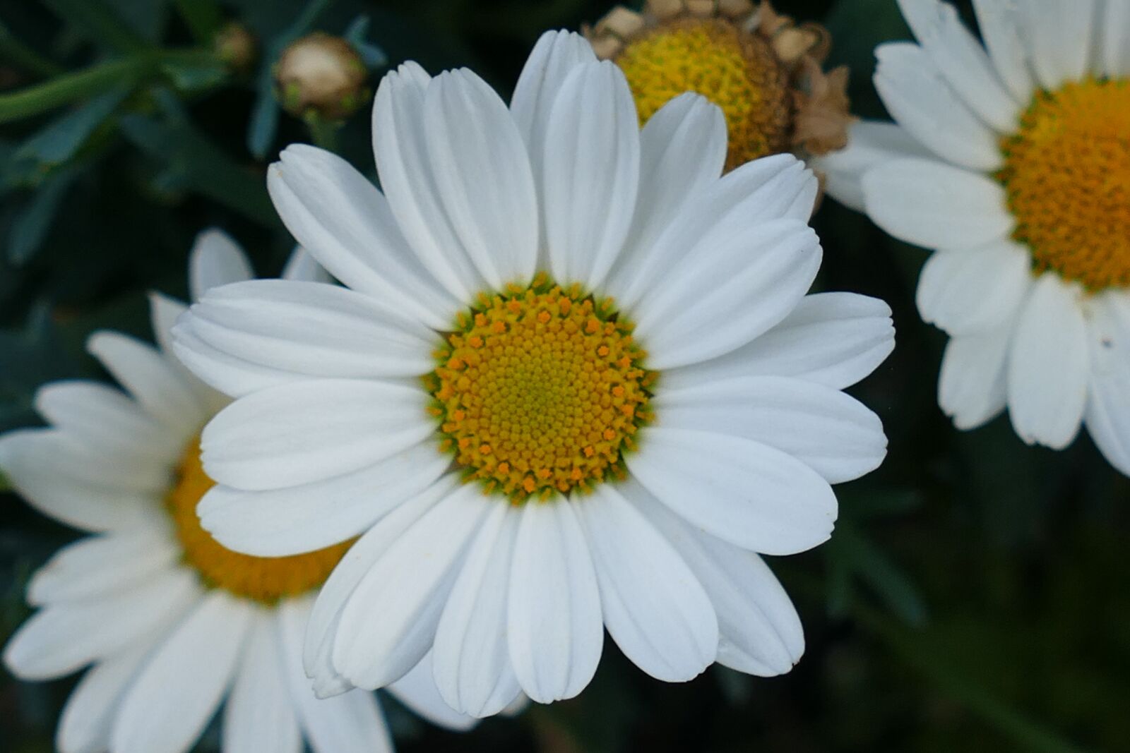 Panasonic Lumix DMC-FZ1000 sample photo. Close up, margarite, flower photography