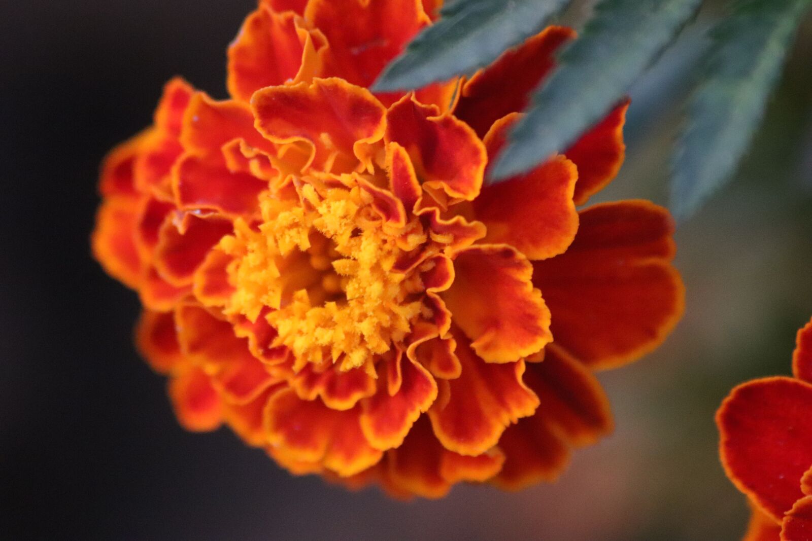 Canon EOS 77D (EOS 9000D / EOS 770D) sample photo. Plant, flower, beautiful photography