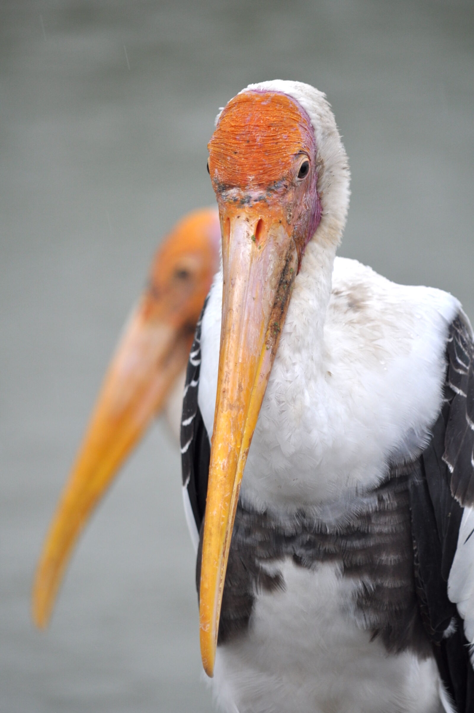 Nikon D5000 sample photo. Animals, beak, bird photography