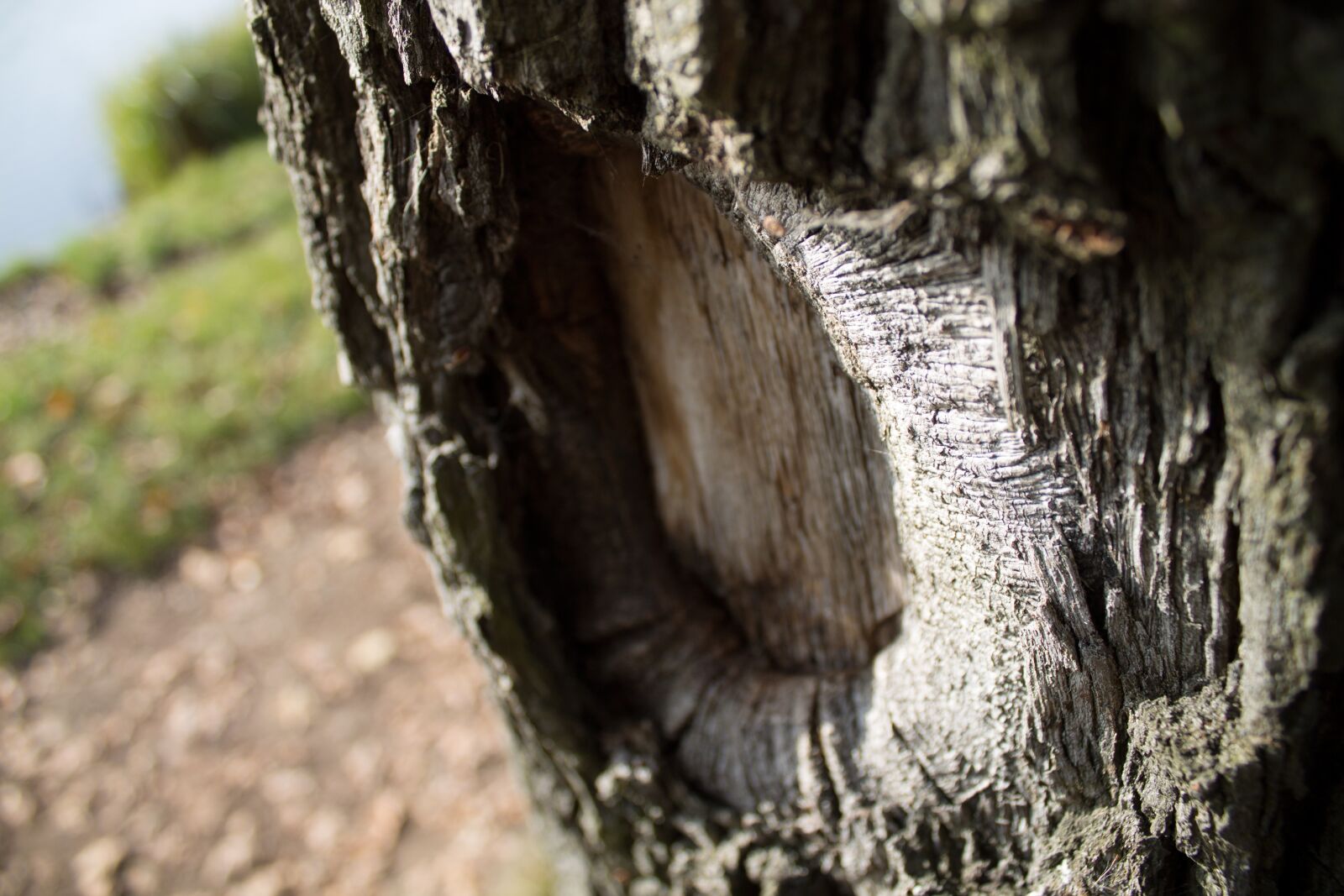 Canon EOS 1100D (EOS Rebel T3 / EOS Kiss X50) sample photo. Tree, konar, park photography