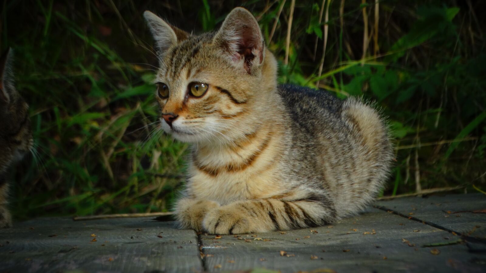 Sony Cyber-shot DSC-HX300 sample photo. Cat, kitten, pet photography