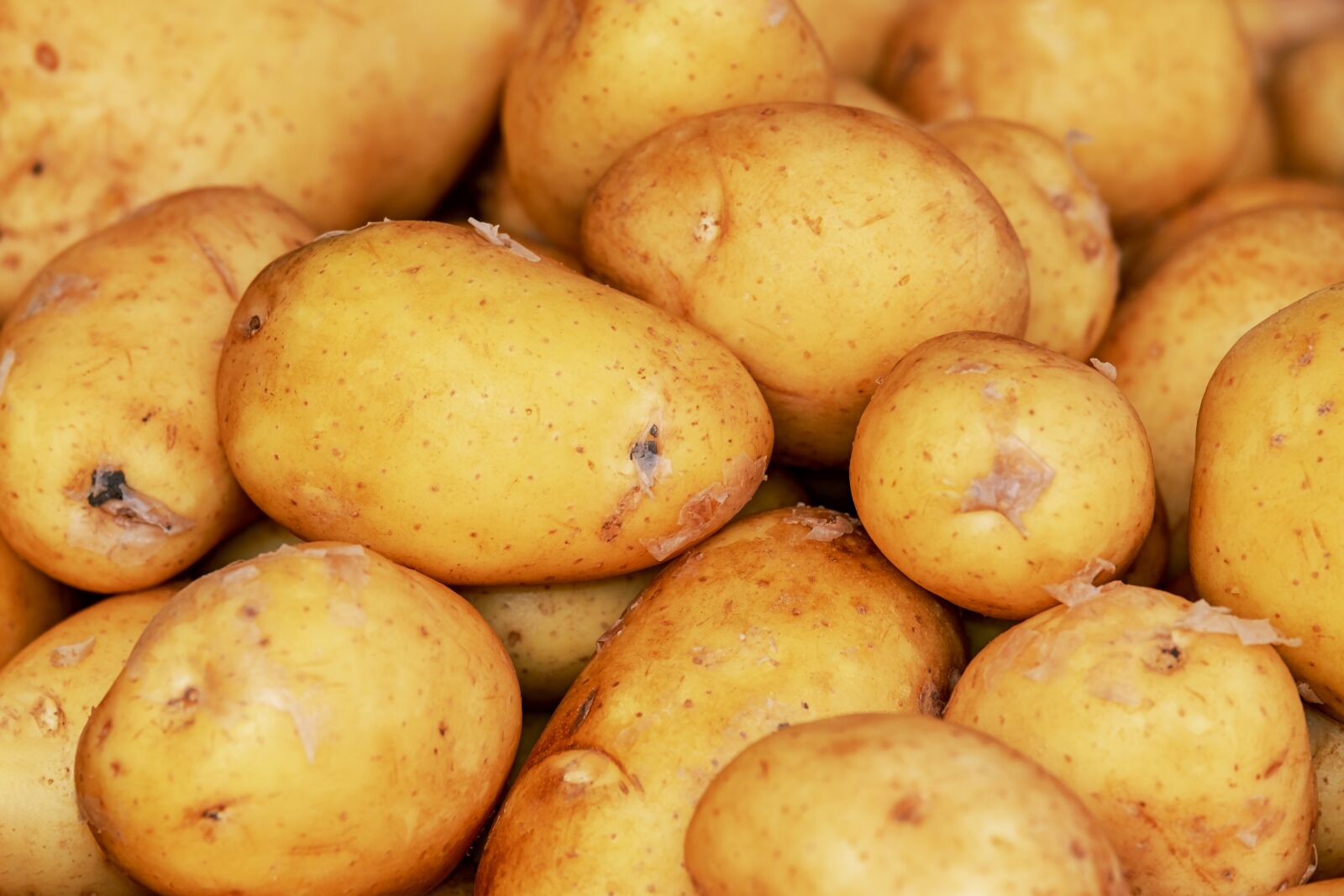 Fujifilm XF 55-200mm F3.5-4.8 R LM OIS sample photo. Potatoes, erdfrucht, harvest photography