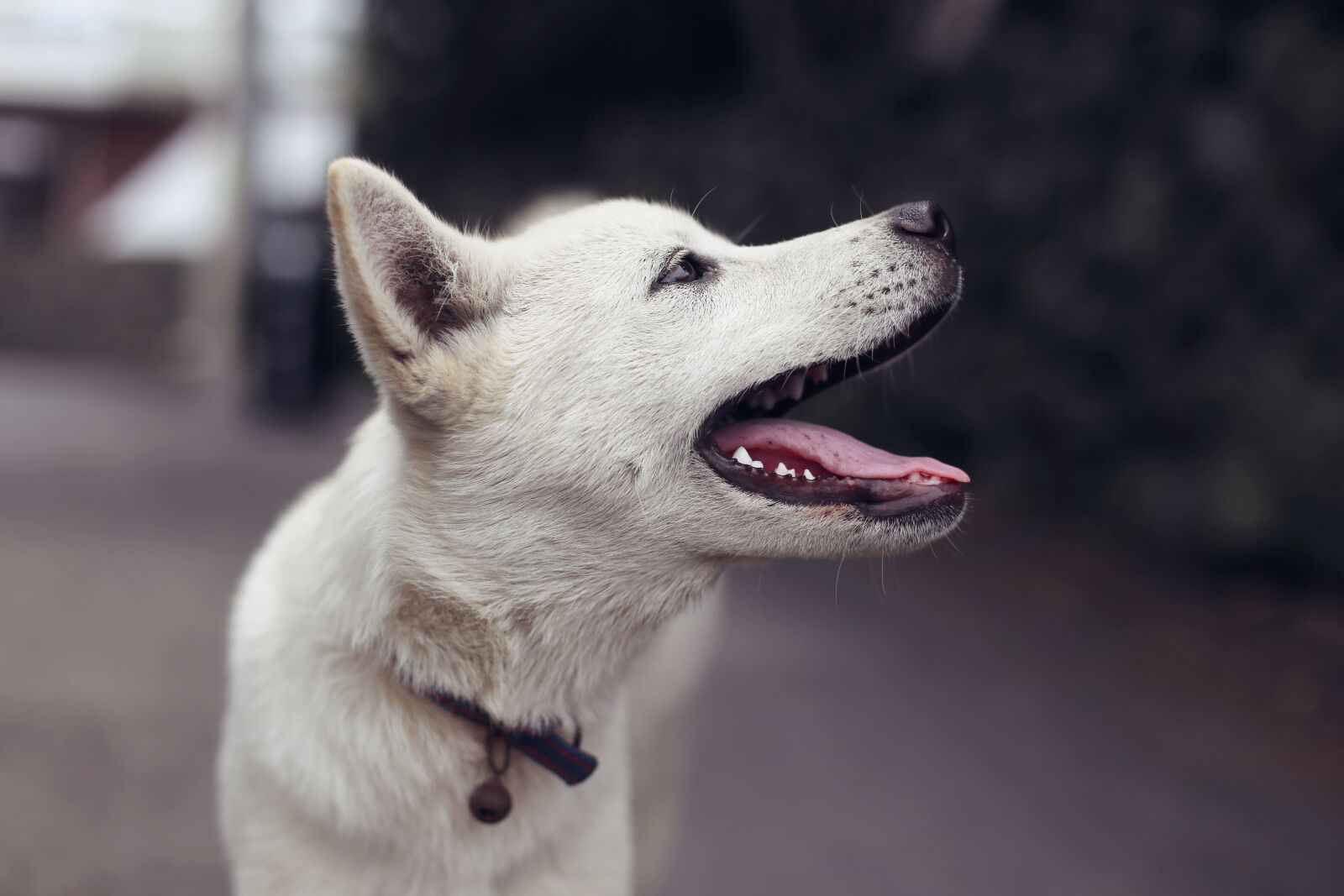 Canon EOS 6D + Canon EF 50mm F1.4 USM sample photo. Puppy, dog, animal photography