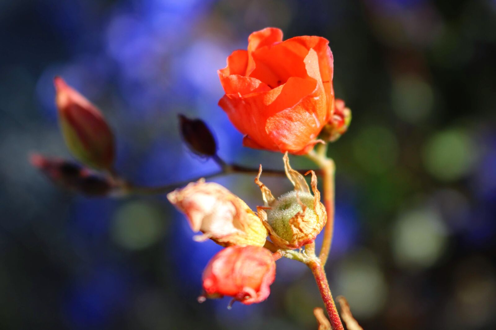 Canon EOS 750D (EOS Rebel T6i / EOS Kiss X8i) sample photo. Flower, wildflower, orange photography