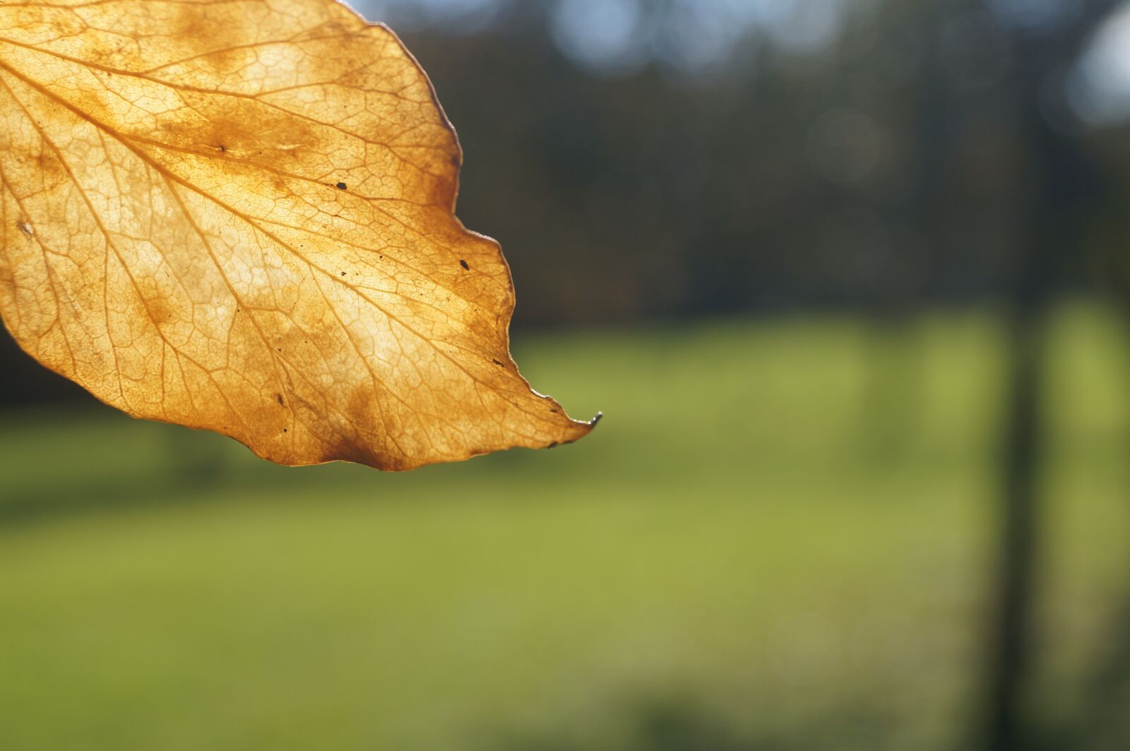 Sony SLT-A37 sample photo. Leaf, leaves, autumn photography