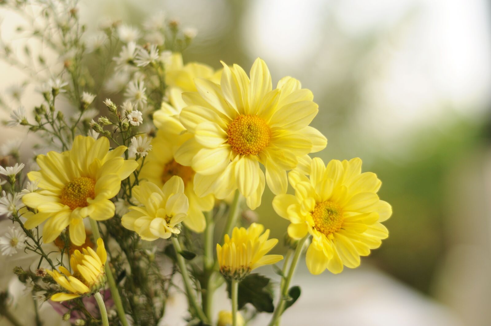 Nikon D90 sample photo. Yellow, daisy, flower photography