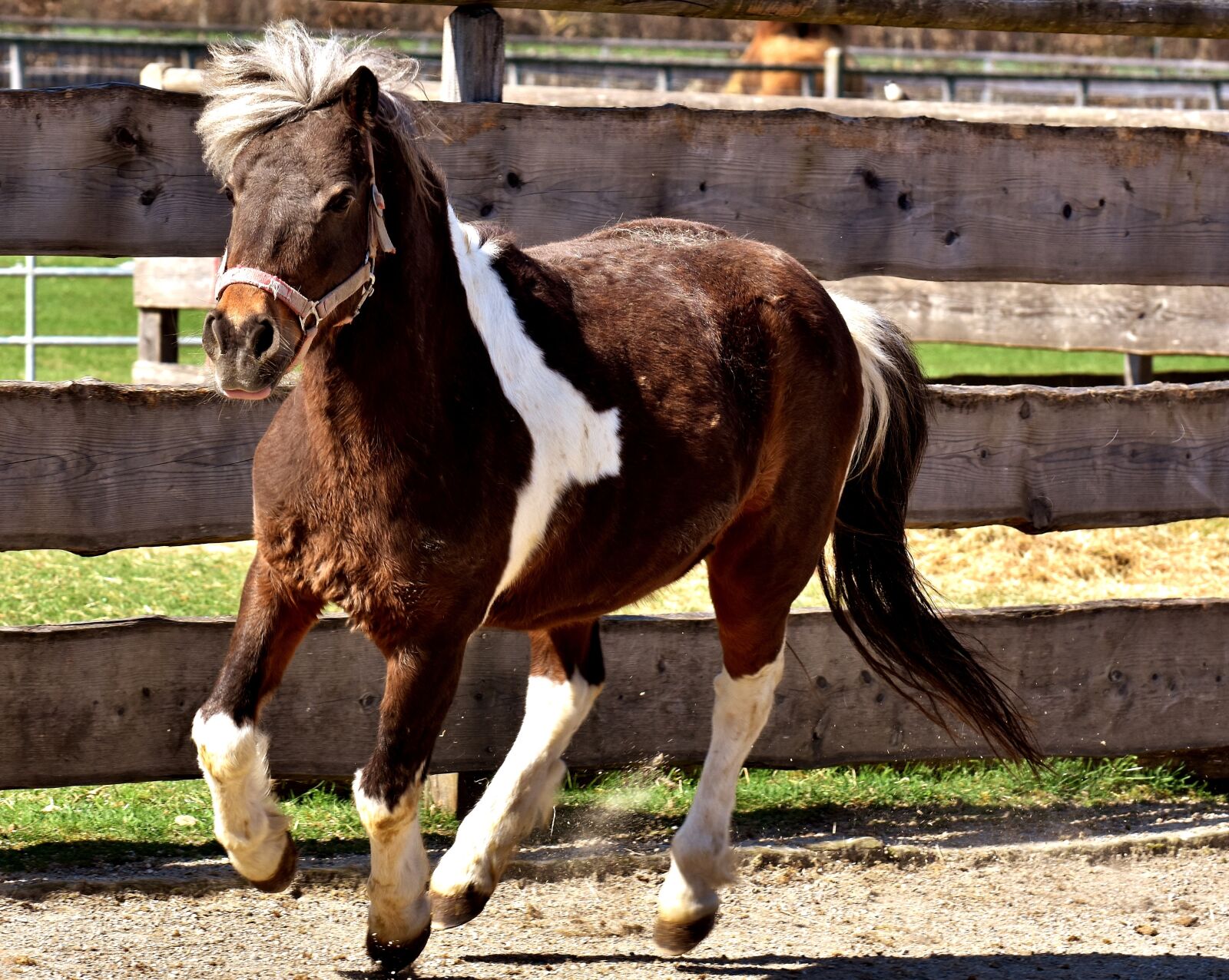 Nikon D7200 sample photo. Pony, run, cute photography