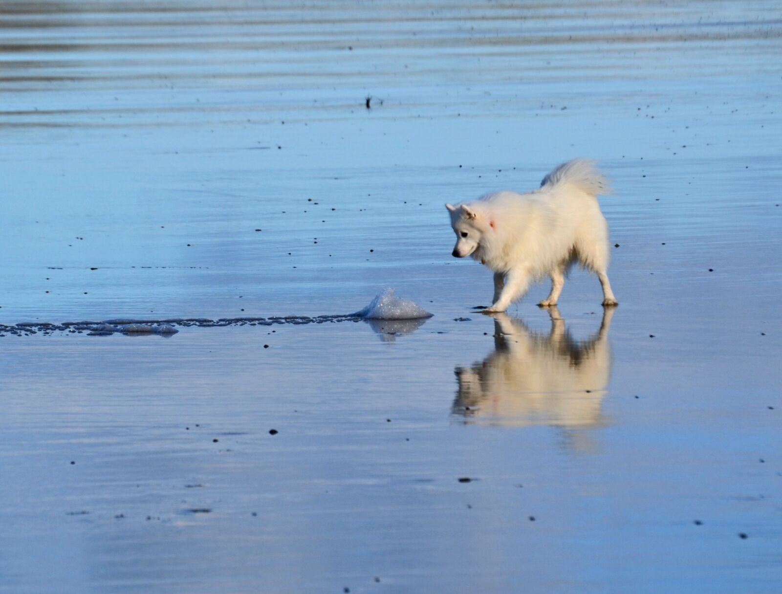 Nikon D3100 sample photo. Japanese spitz, dog, white photography