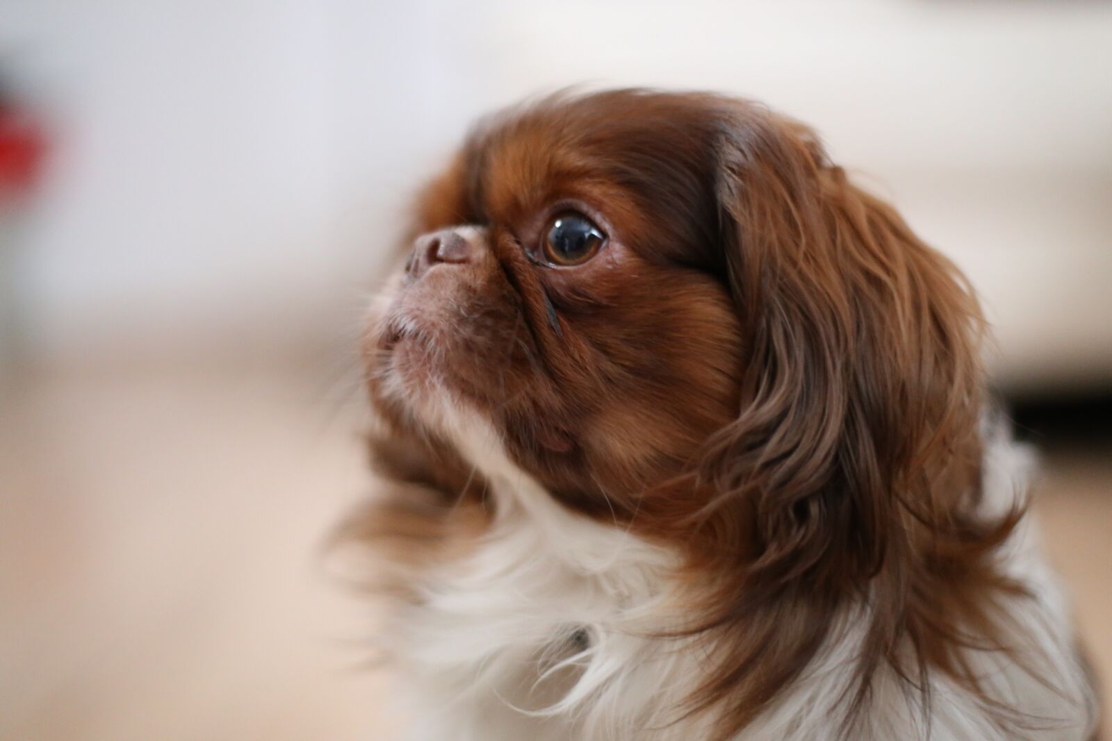 Canon EOS 6D + Canon EF 50mm F1.4 USM sample photo. Adorable, animal, brown, canine photography