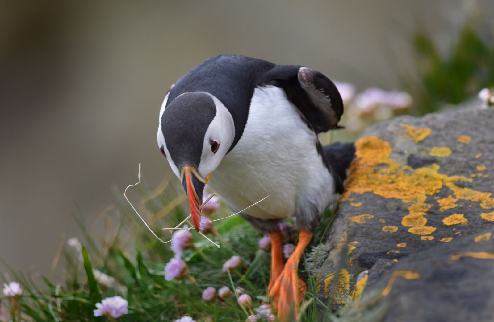 Nikon D5500 sample photo. Puffin, bird, nature photography