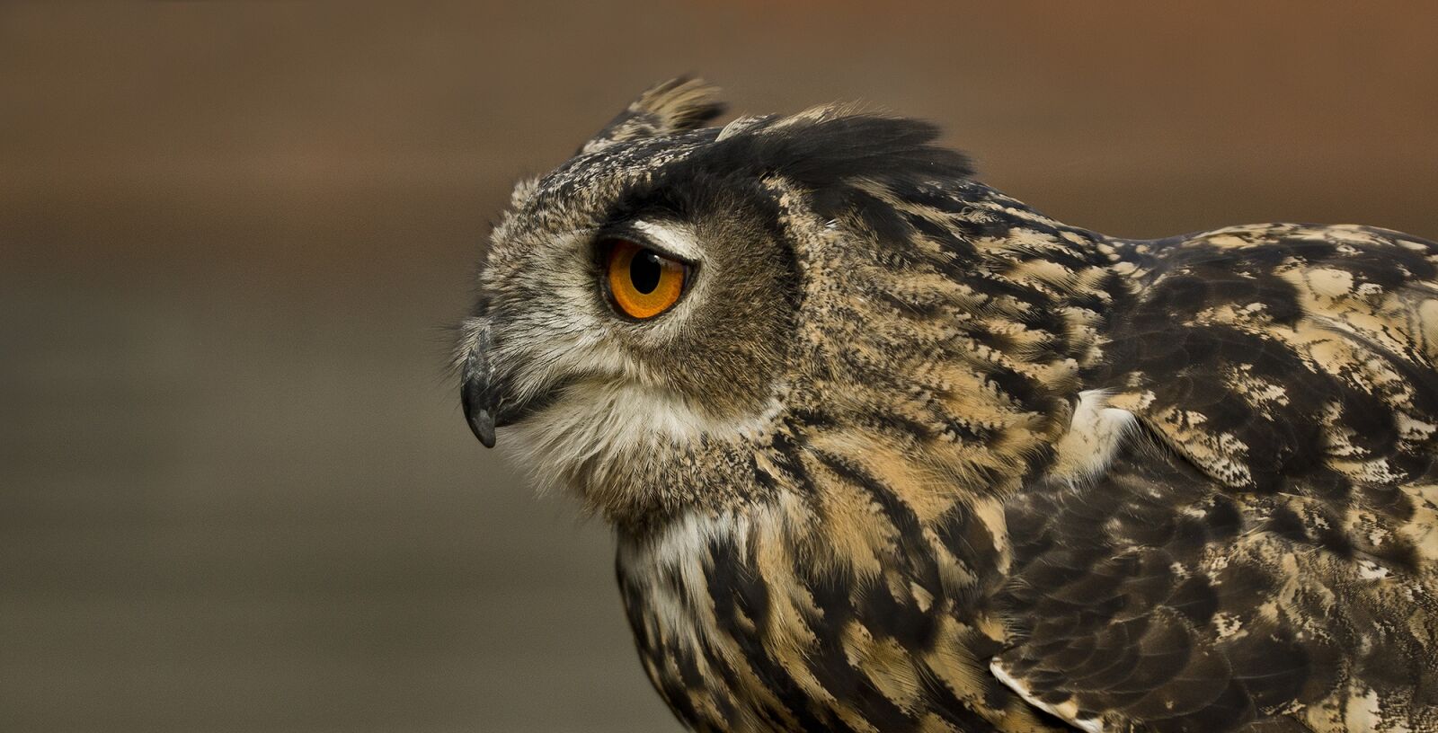 Sony SLT-A77 sample photo. Eagle owl, bird, owl photography
