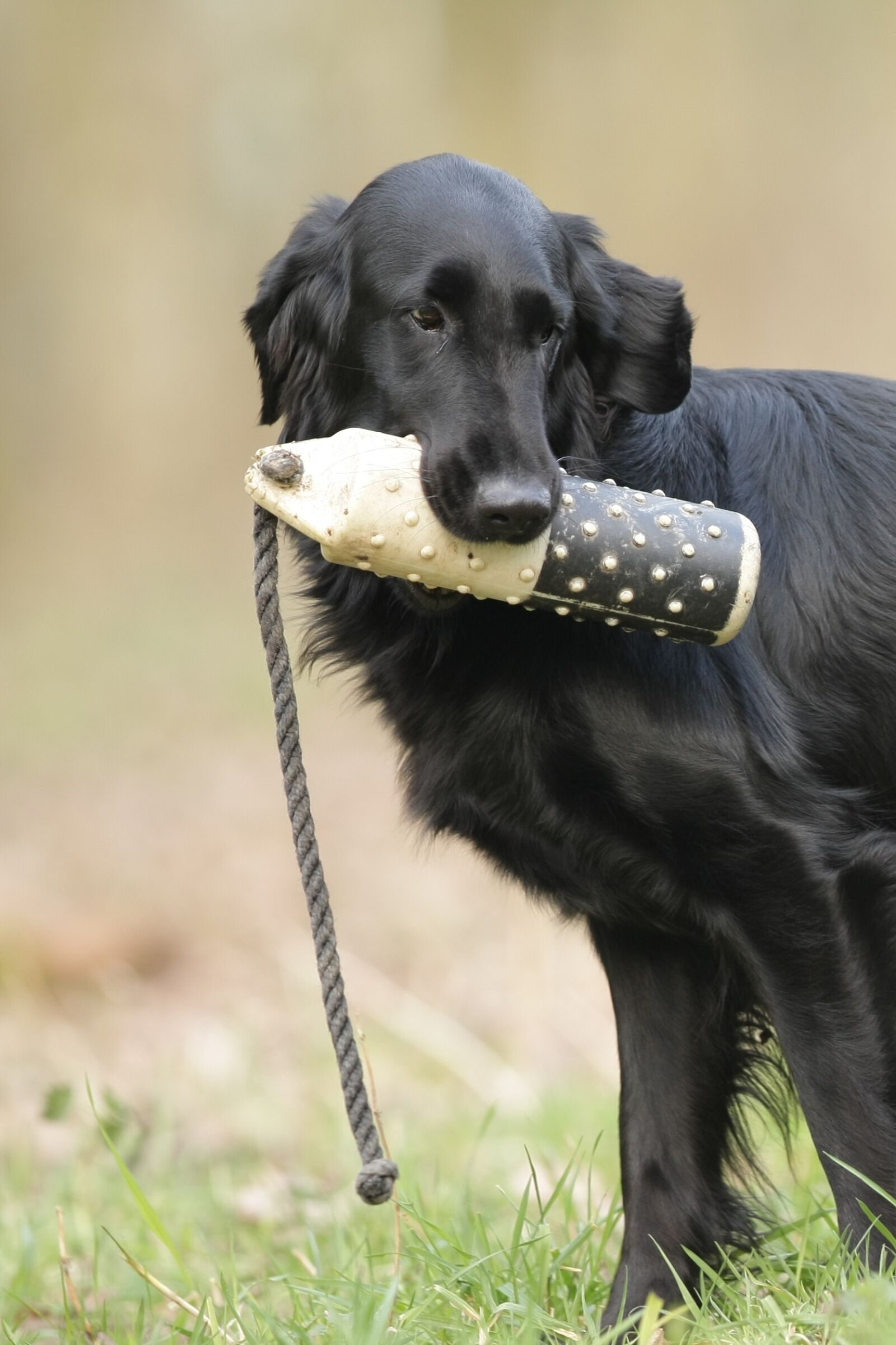 Canon EOS-1D Mark III sample photo. Flatcoated retriever, animal kingdom photography