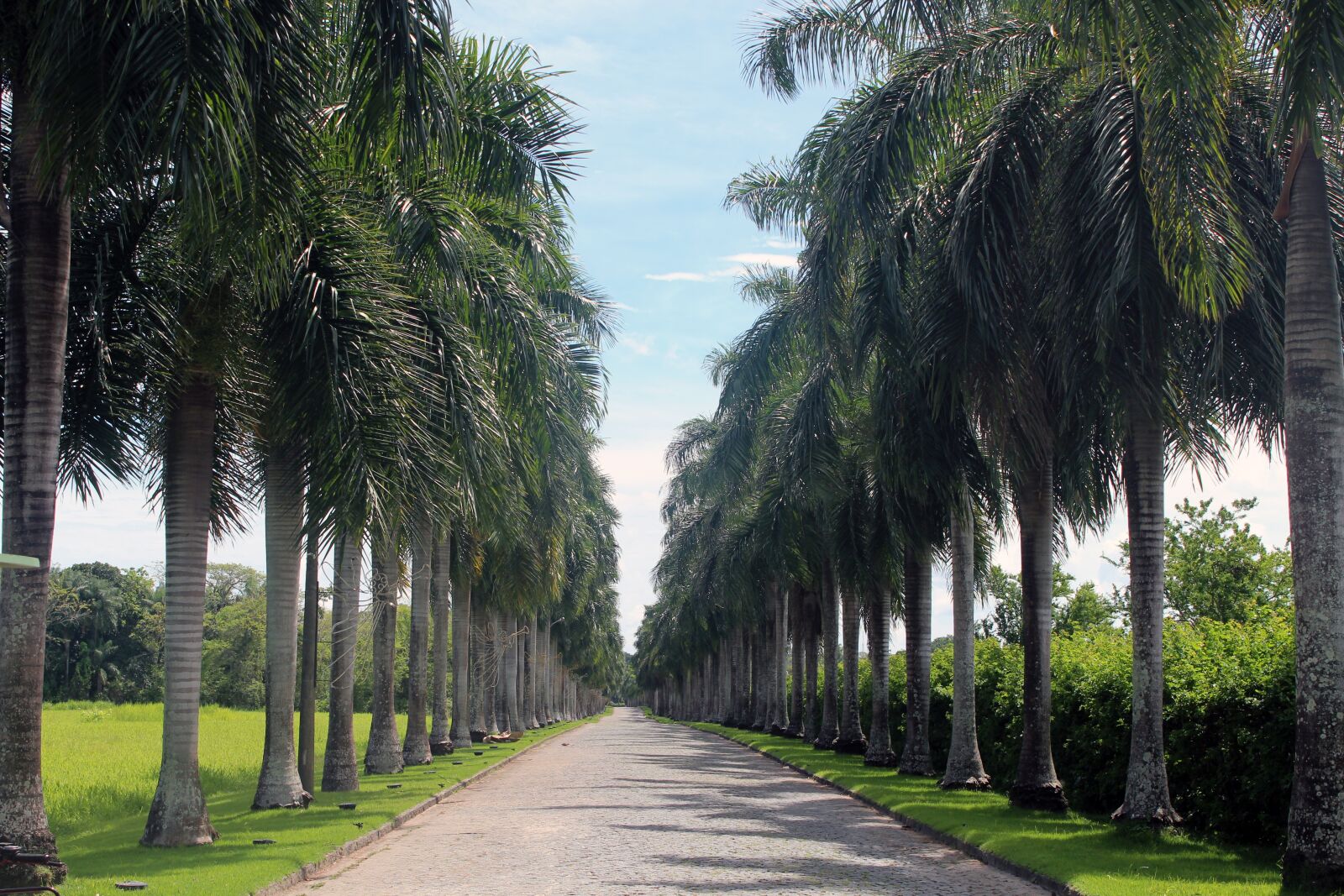 Canon EOS 600D (Rebel EOS T3i / EOS Kiss X5) sample photo. Palm trees, avenue, road photography