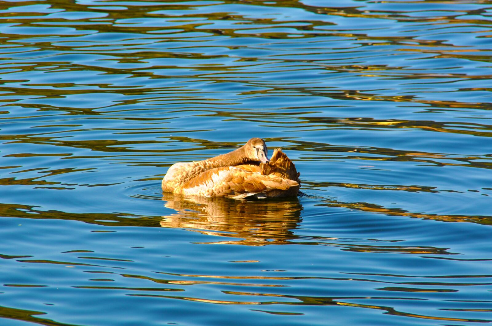 Nikon D90 sample photo. Swan, lake, cygnus olor photography