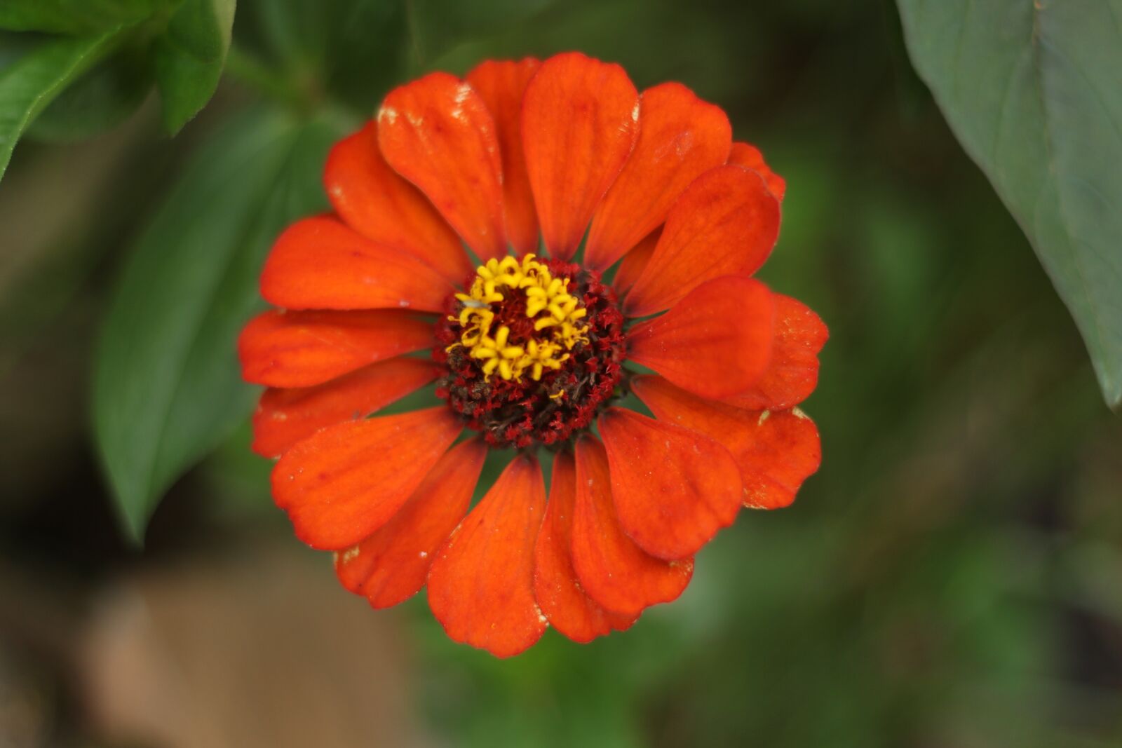 Canon EOS 700D (EOS Rebel T5i / EOS Kiss X7i) + Canon EF 50mm F1.8 II sample photo. Beautiful, flower, nature photography