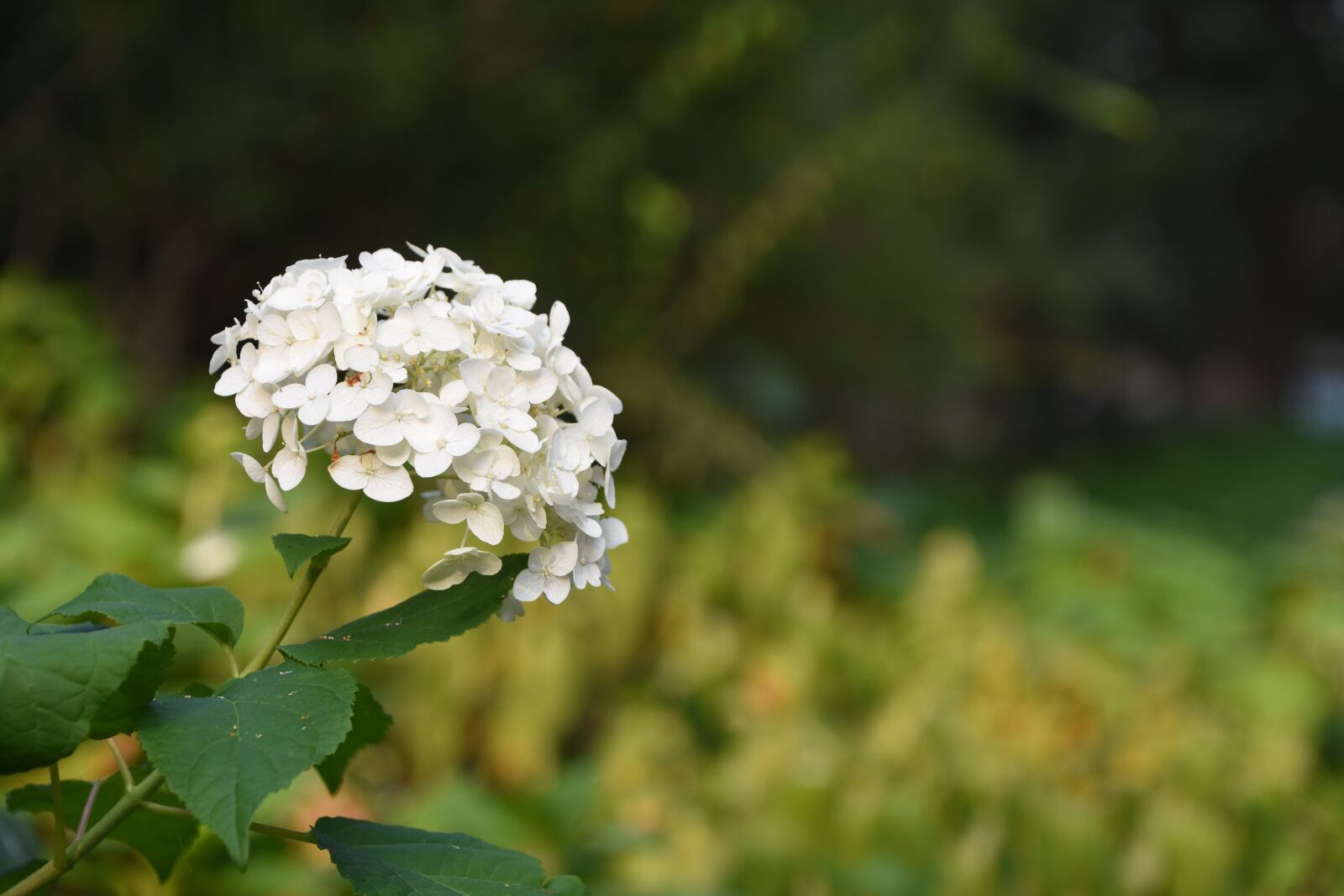 Nikon D7200 sample photo. Hydrangea viburnum, flower, white photography