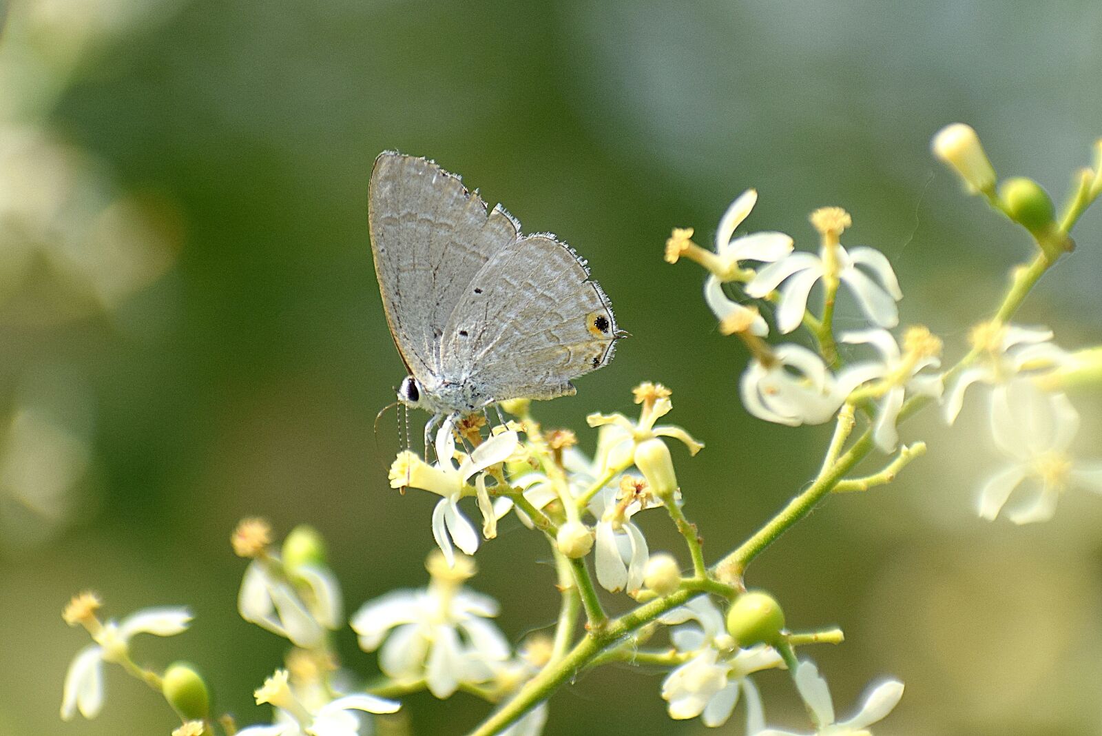 Nikon D3300 sample photo. Butterfly, flowers, spring photography