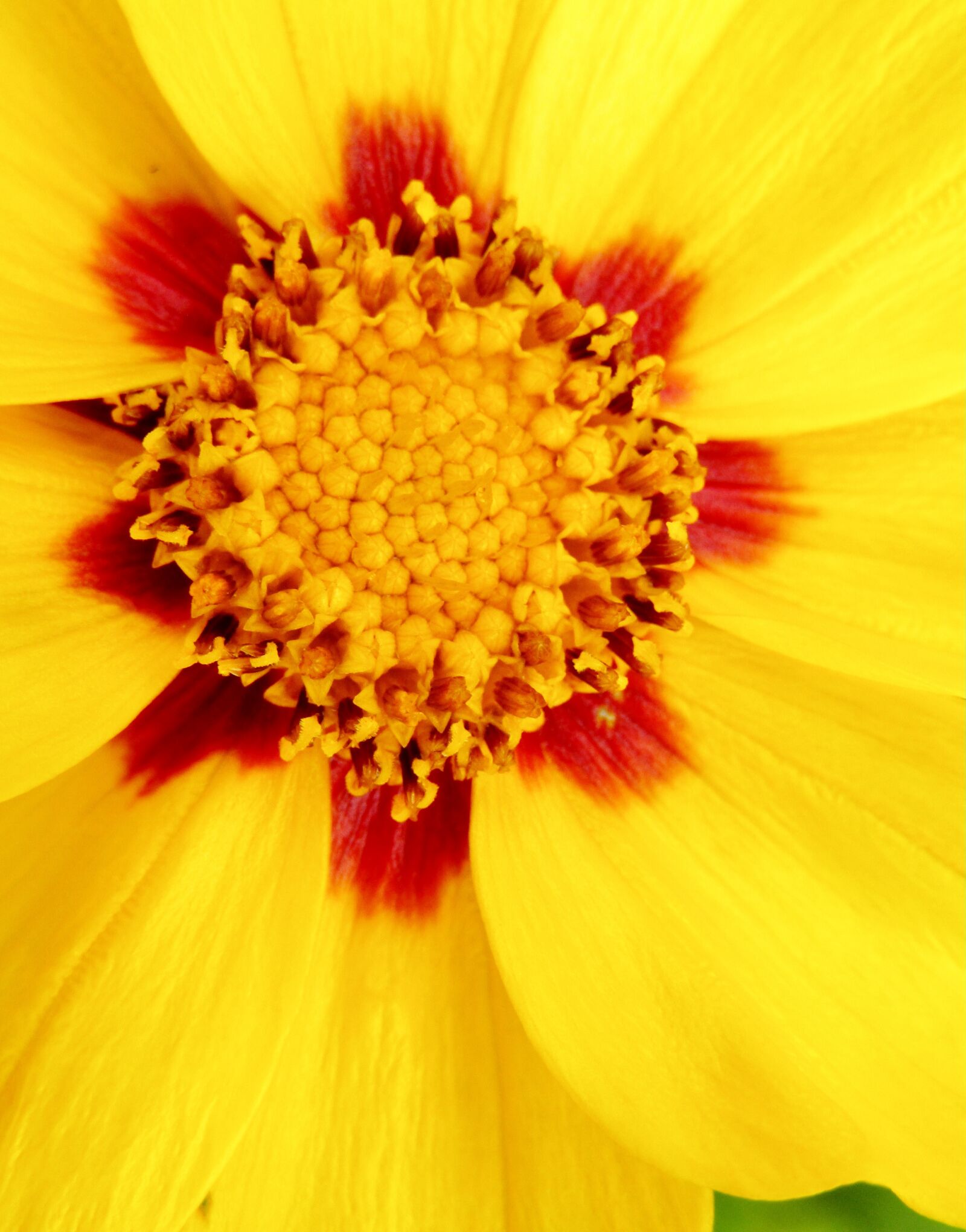 Canon POWERSHOT SX432 IS sample photo. Tick-seeds, coreopsis, large-flowered coreopsis photography