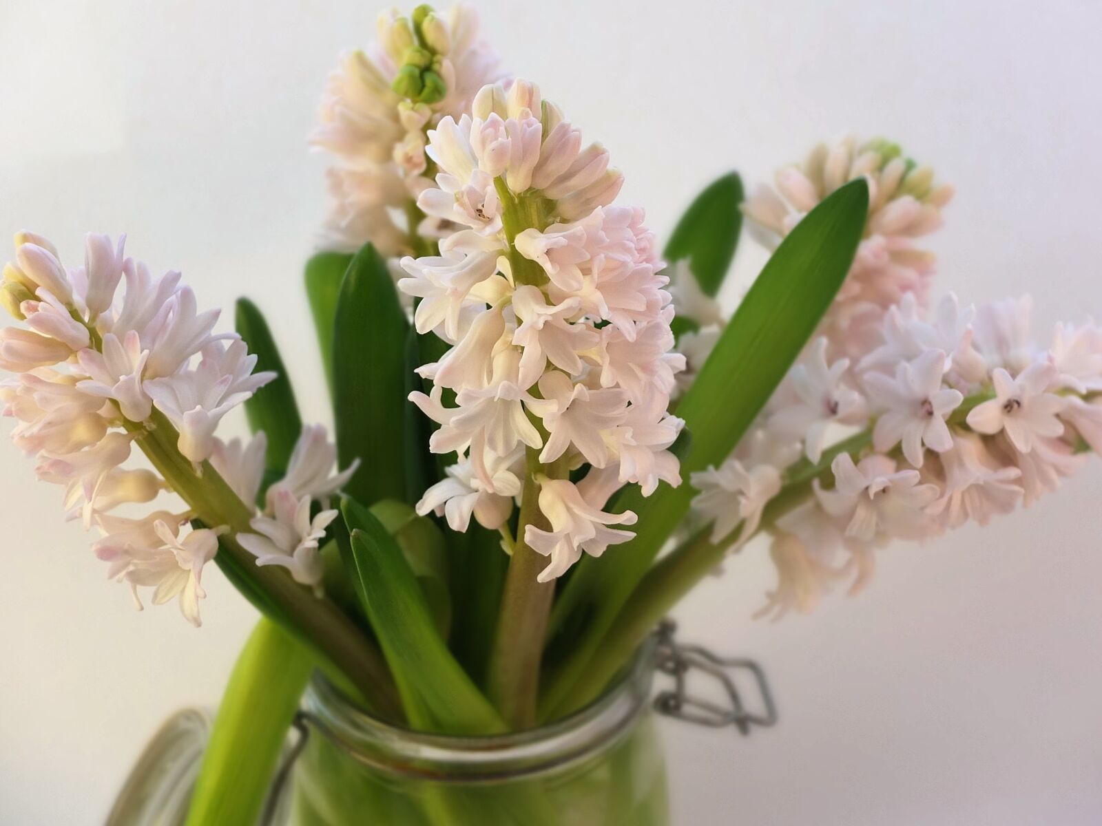 Fujifilm X10 sample photo. Pink, hyacinths, spring photography