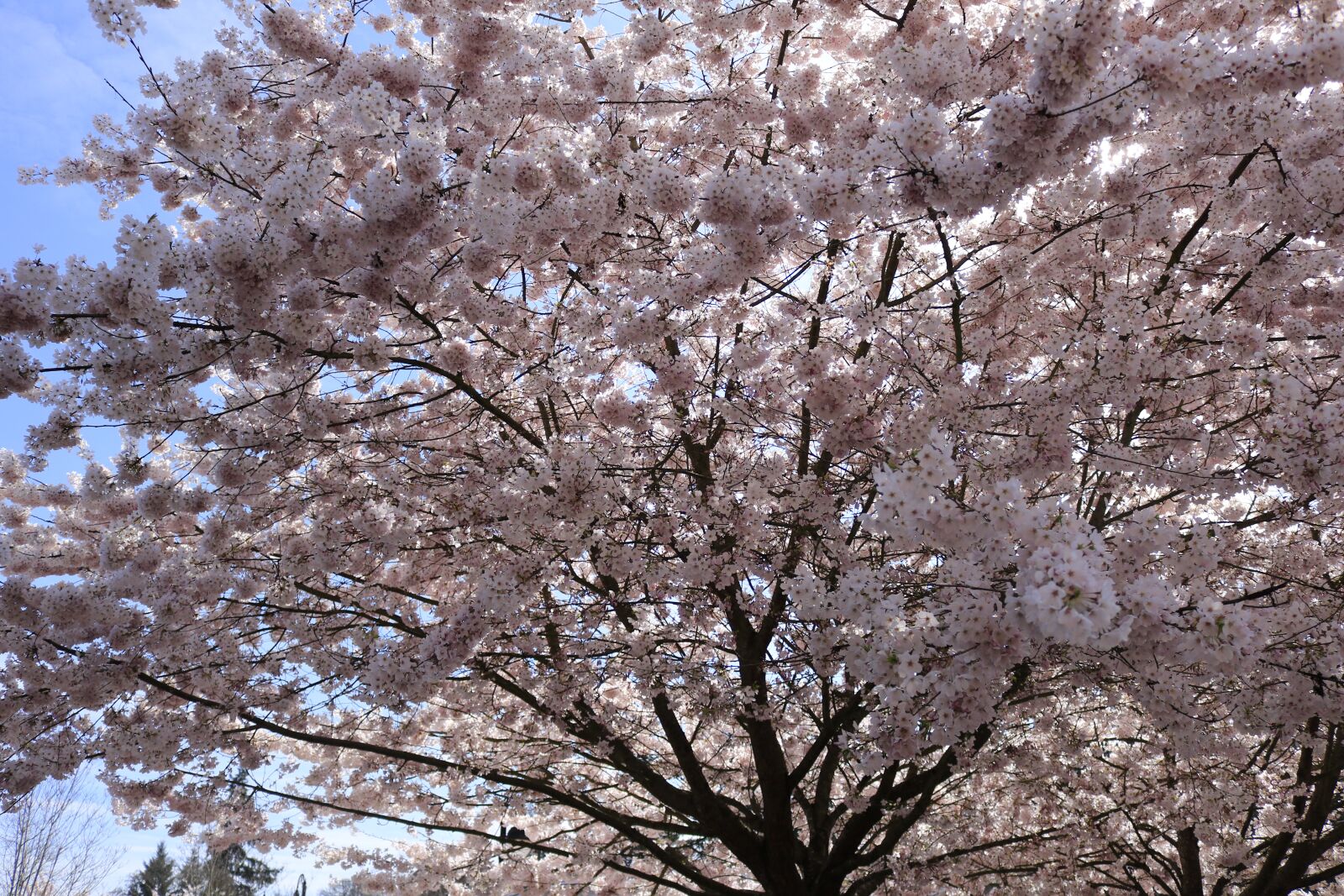 Canon EOS 750D (EOS Rebel T6i / EOS Kiss X8i) sample photo. Cherry blossom, spring, pink photography