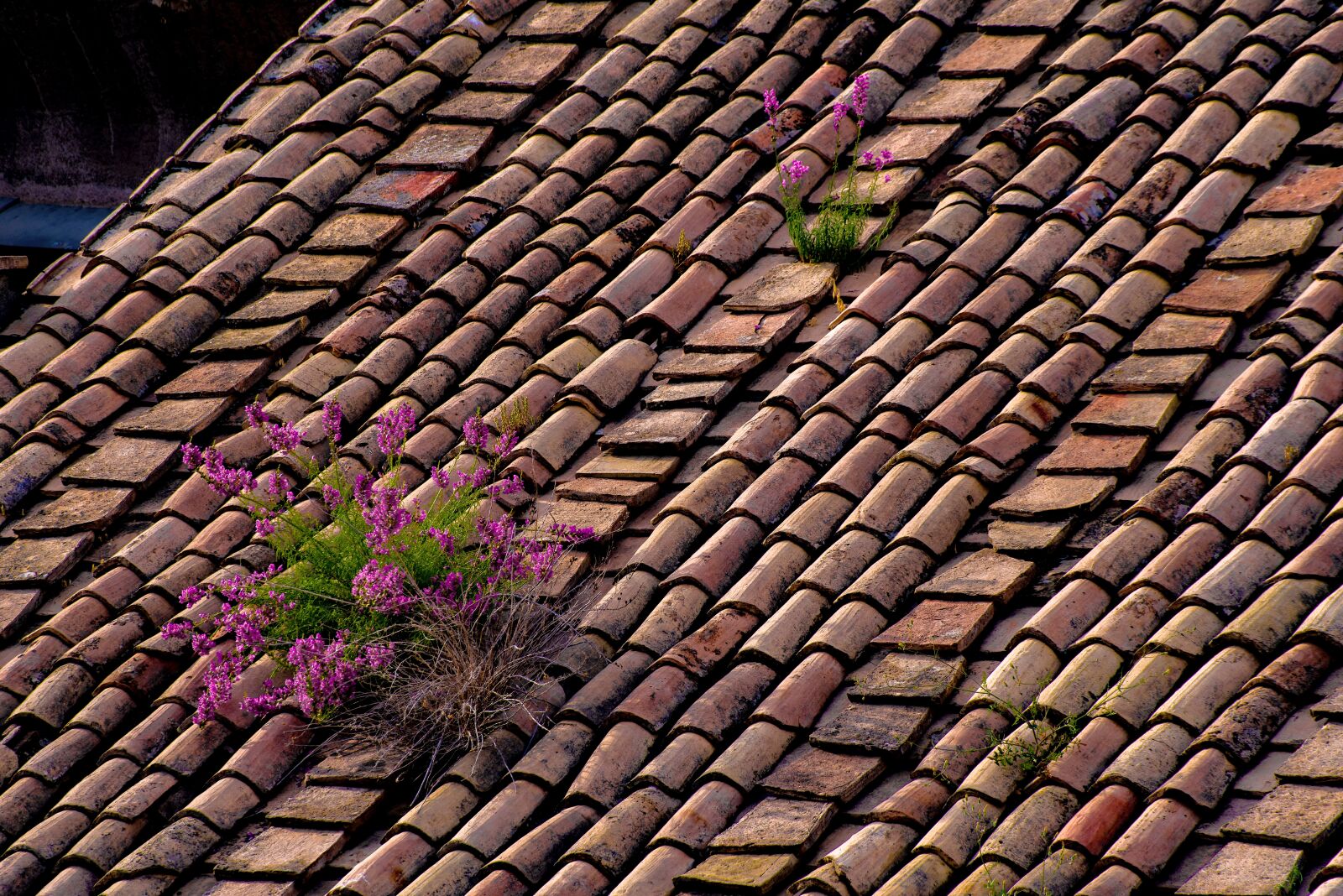 Pentax K-1 Mark II + Sigma sample photo. Roof, roofing, tiles photography