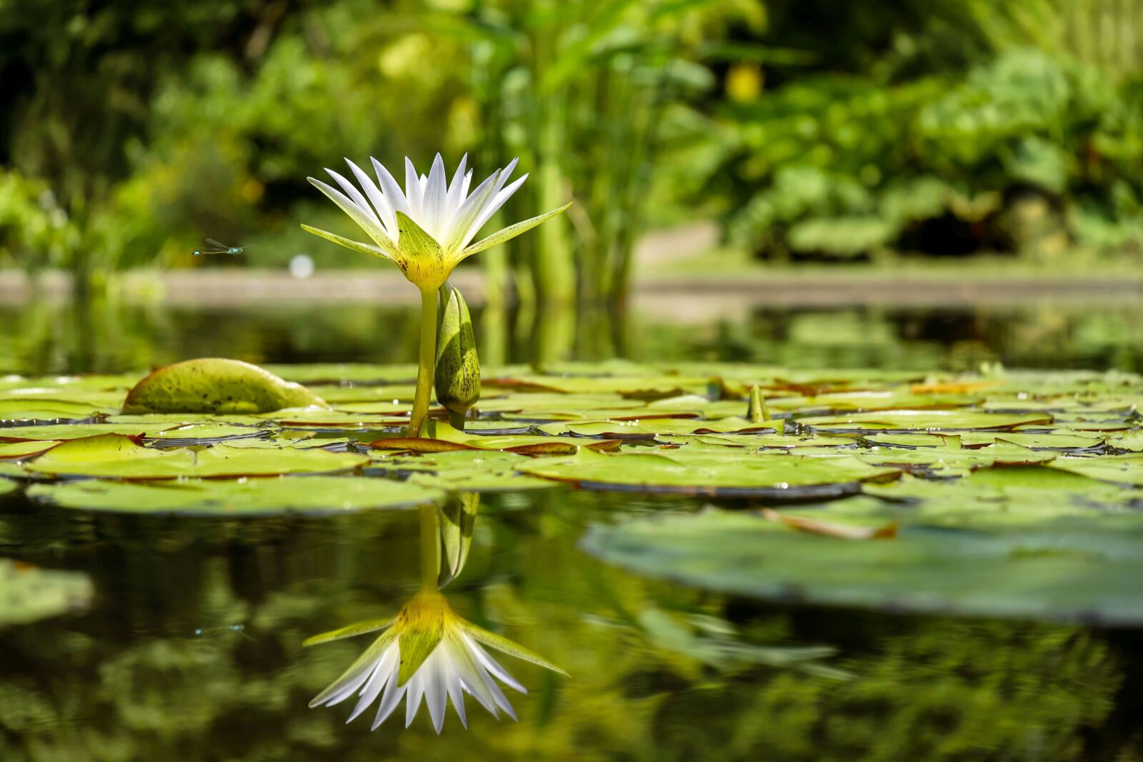 Fujifilm X-T10 + Fujifilm XC 50-230mm F4.5-6.7 OIS sample photo. Water lily, flower, bloom photography