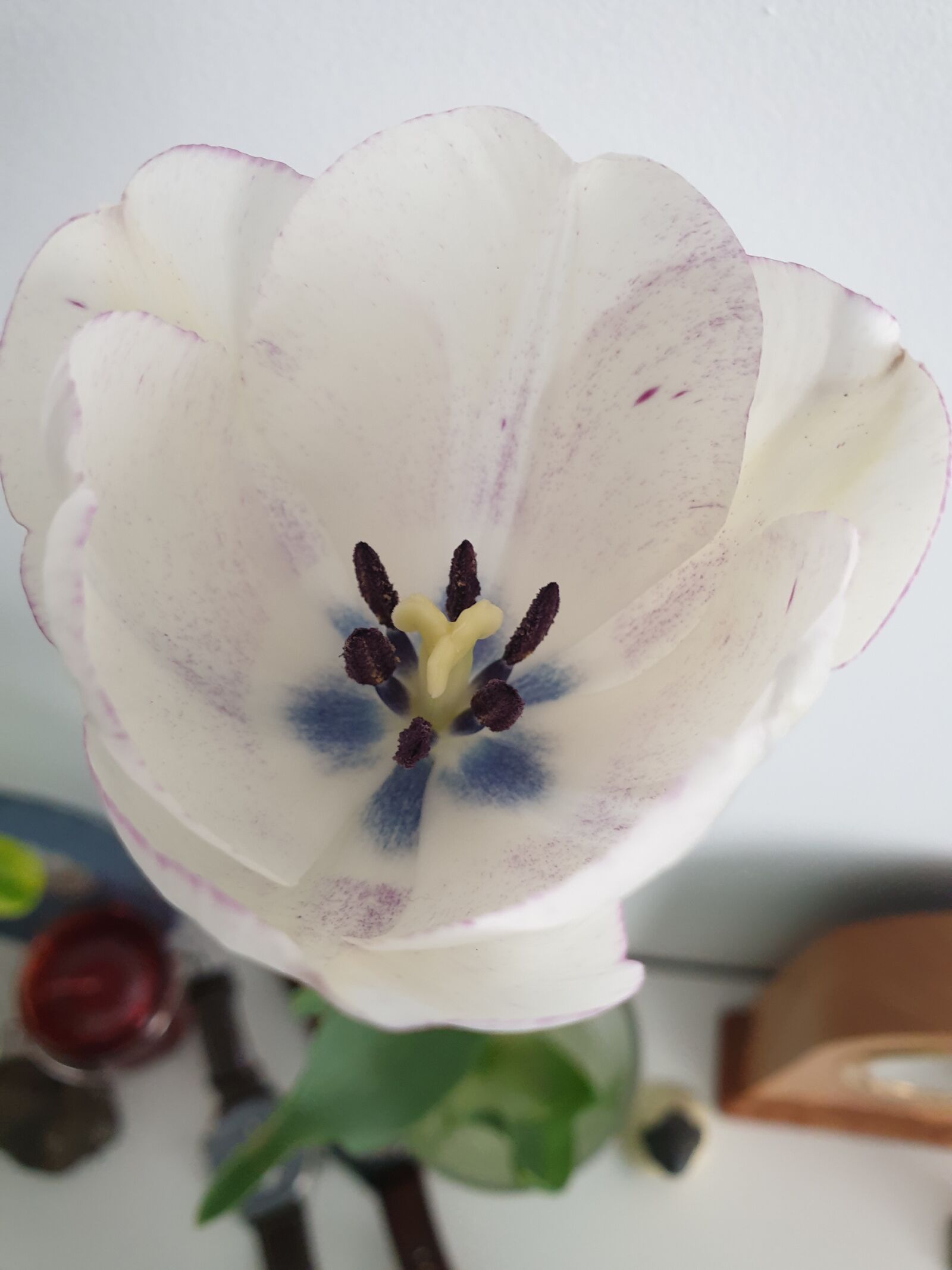 Samsung Galaxy Note9 sample photo. Tulip, flower, white photography