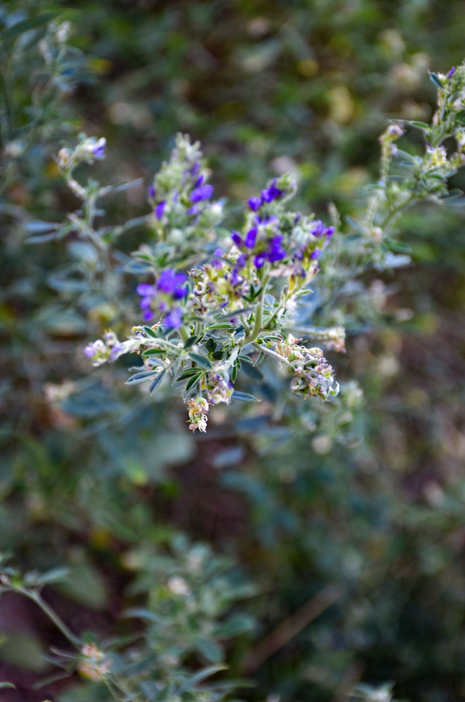Nikon D7000 sample photo. Flowers, small flowers, close photography