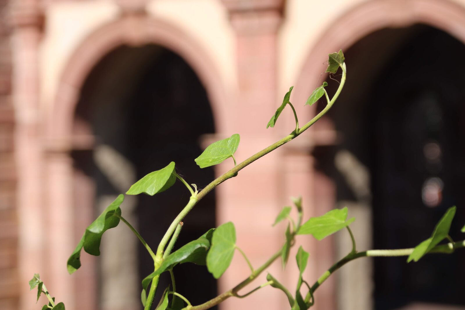 Canon EOS 200D (EOS Rebel SL2 / EOS Kiss X9) sample photo. Monastery, nunnery, ivy photography