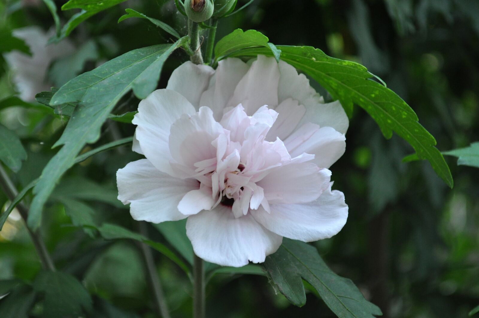 Nikon D5000 sample photo. Blossom, flower, plant photography
