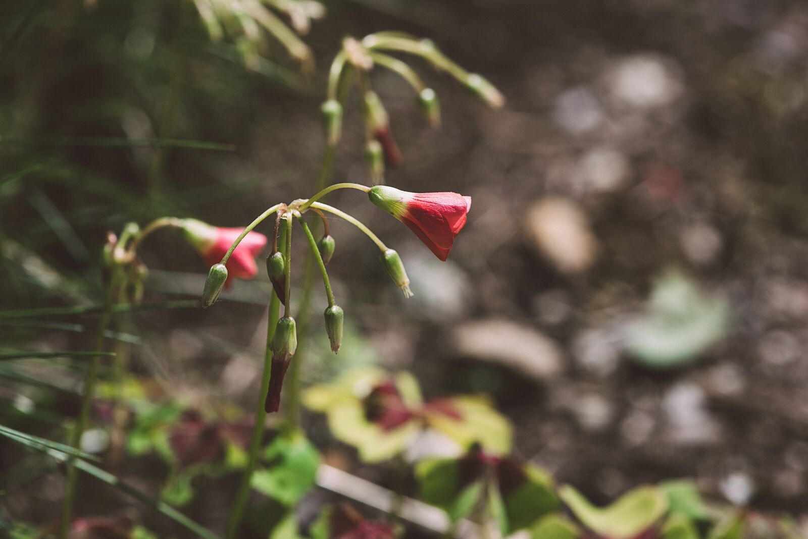 Nikon D750 sample photo. Plant, flower, blossom photography